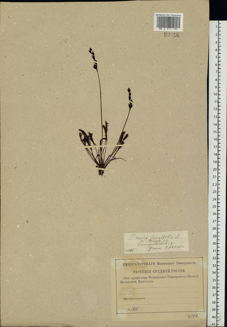 Drosera ×anglica Huds., Восточная Европа, Северо-Западный район (E2) (Россия)