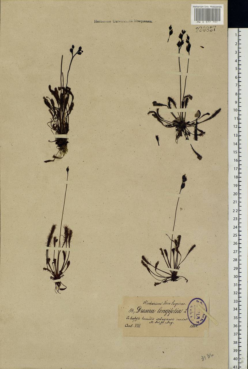 Drosera ×anglica Huds., Восточная Европа, Северо-Западный район (E2) (Россия)