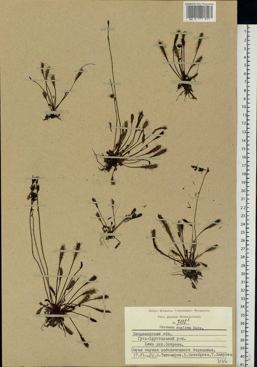 Drosera × anglica Huds., Восточная Европа, Центральный район (E4) (Россия)