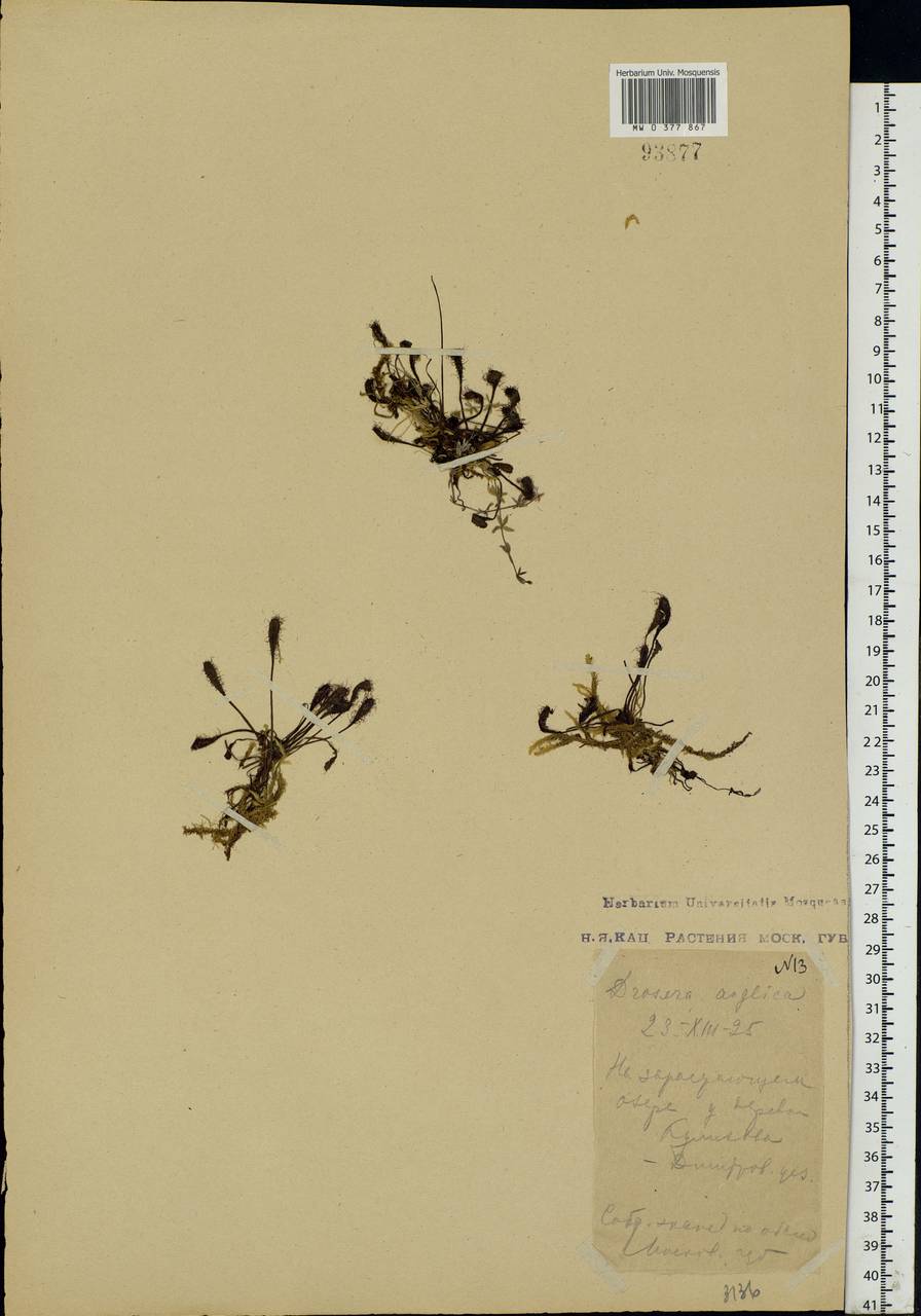 Drosera × anglica Huds., Восточная Европа, Московская область и Москва (E4a) (Россия)