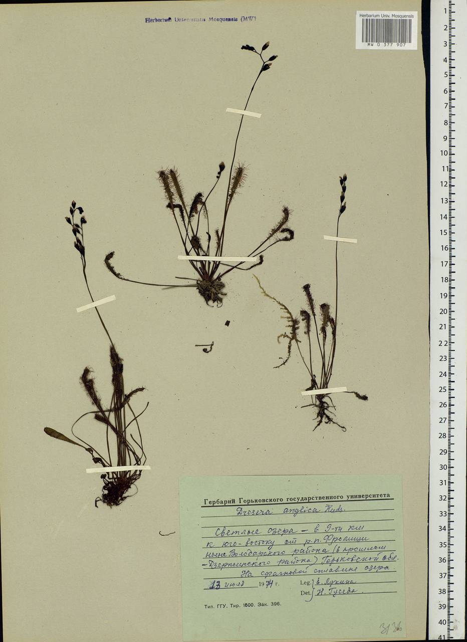 Drosera ×anglica Huds., Восточная Европа, Волжско-Камский район (E7) (Россия)