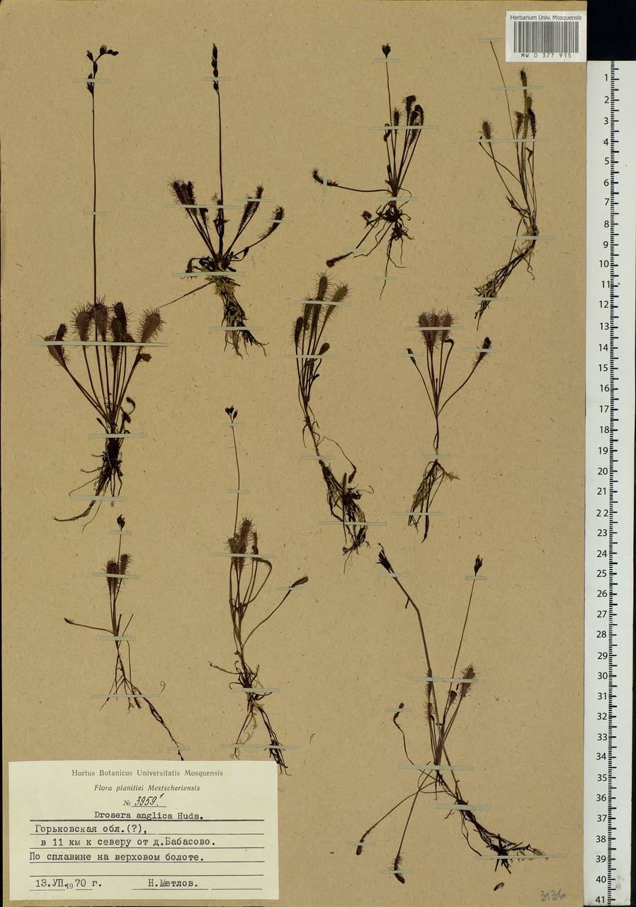 Drosera ×anglica Huds., Восточная Европа, Волжско-Камский район (E7) (Россия)