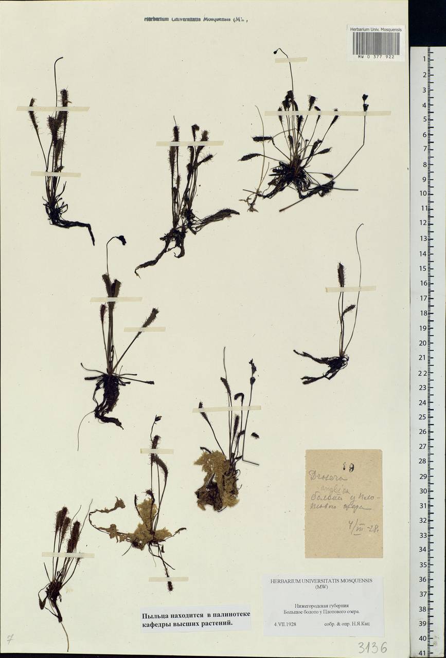 Drosera × anglica Huds., Восточная Европа, Волжско-Камский район (E7) (Россия)