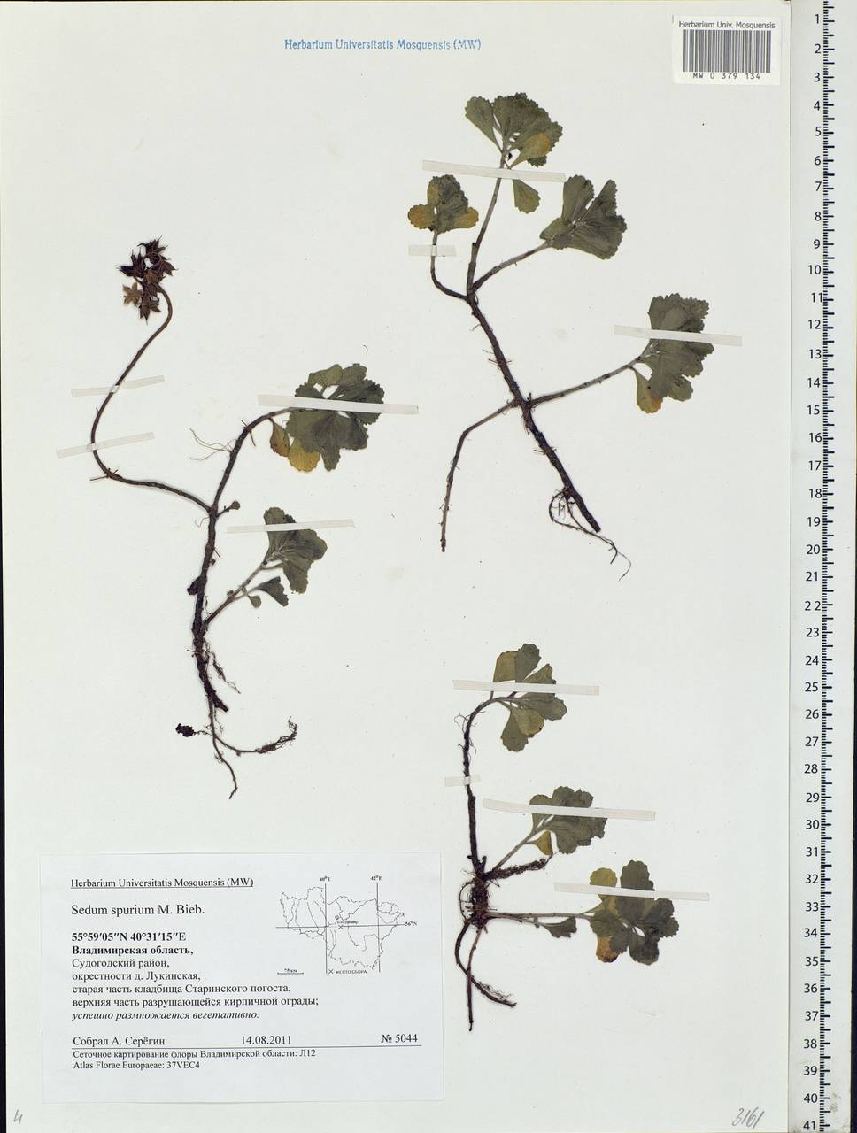 Phedimus spurius subsp. spurius, Восточная Европа, Центральный район (E4) (Россия)