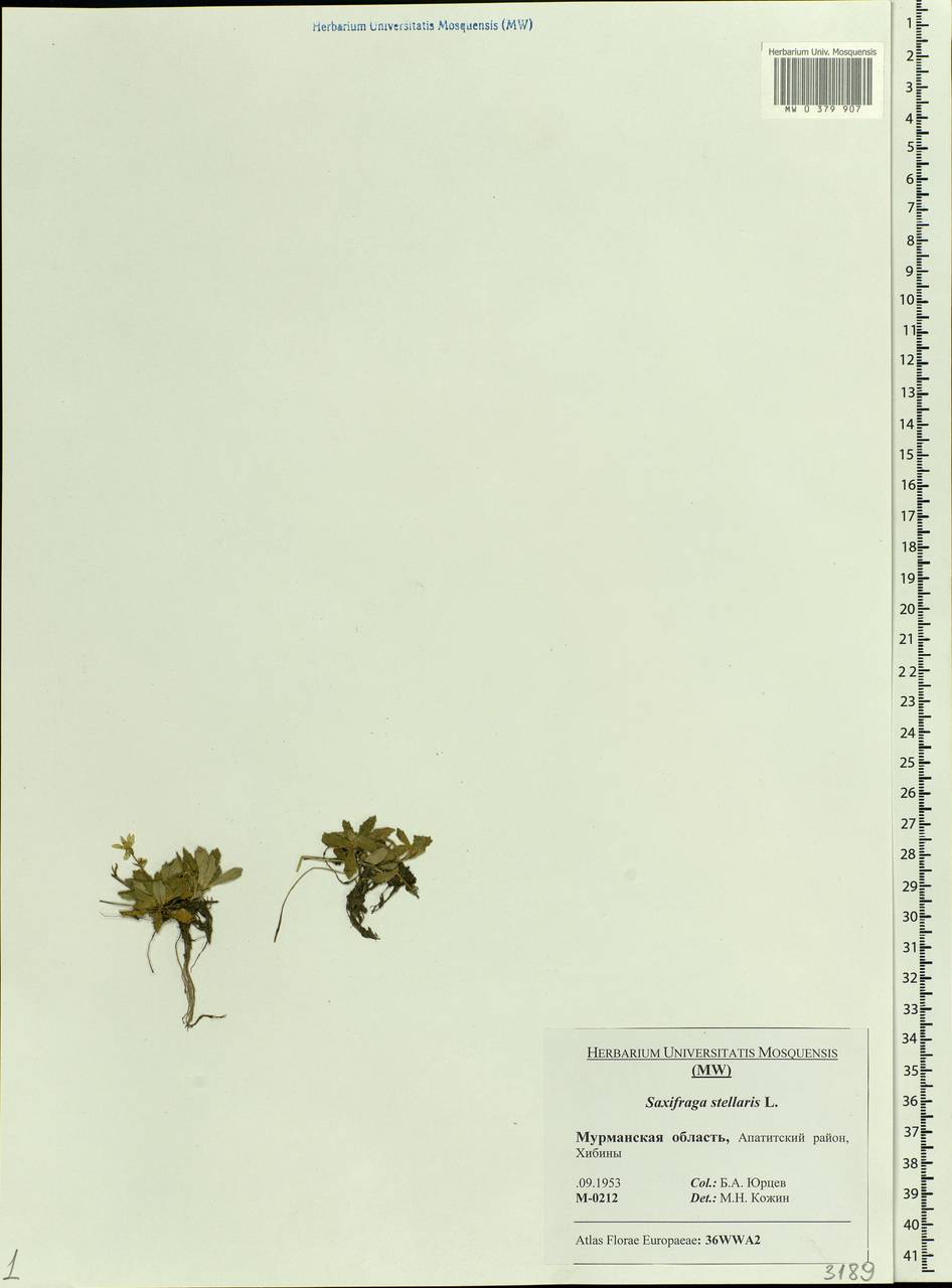 Micranthes stellaris subsp. stellaris, Восточная Европа, Северный район (E1) (Россия)
