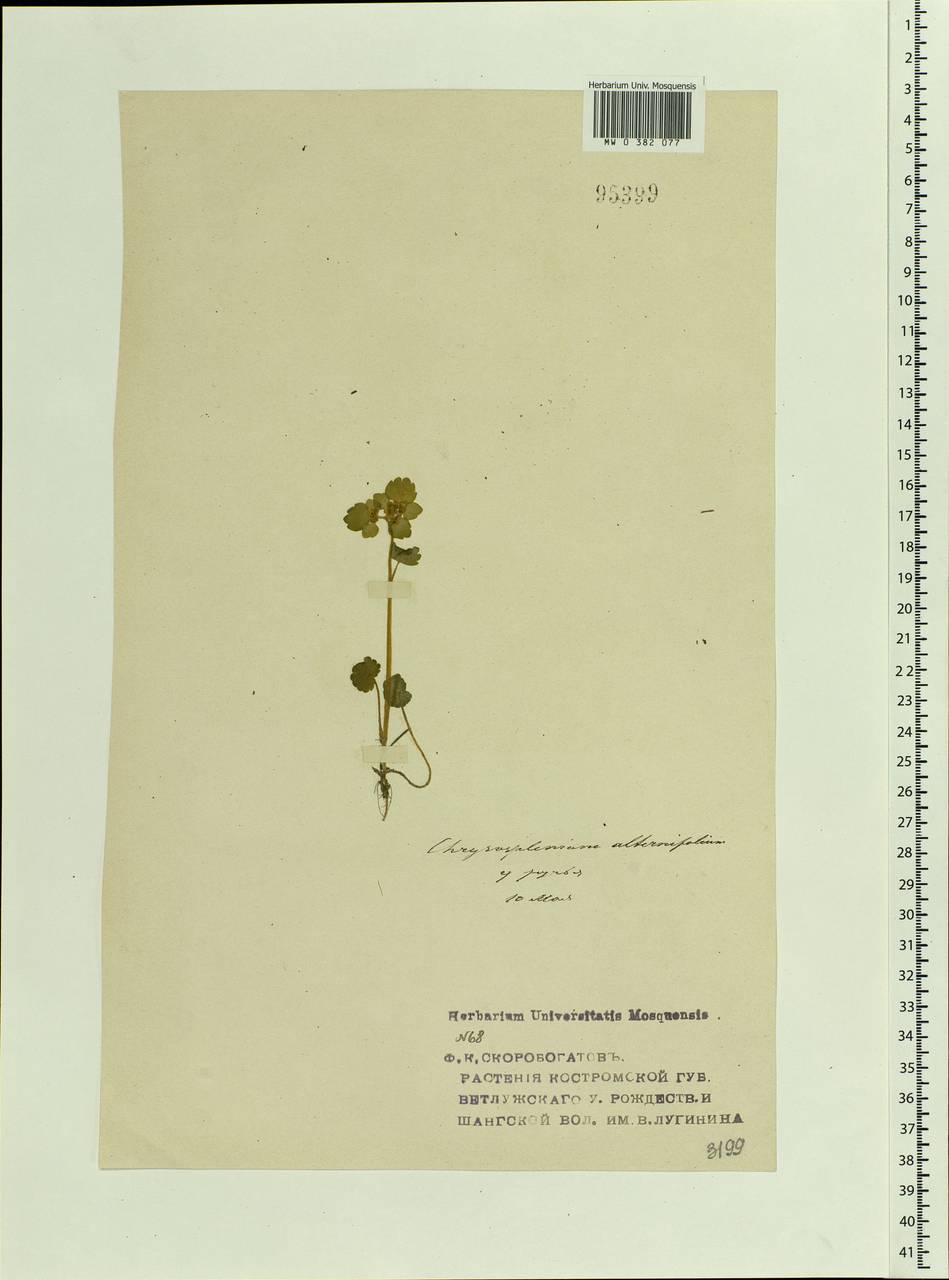 Селезеночник очереднолистный L., Восточная Европа, Центральный лесной район (E5) (Россия)