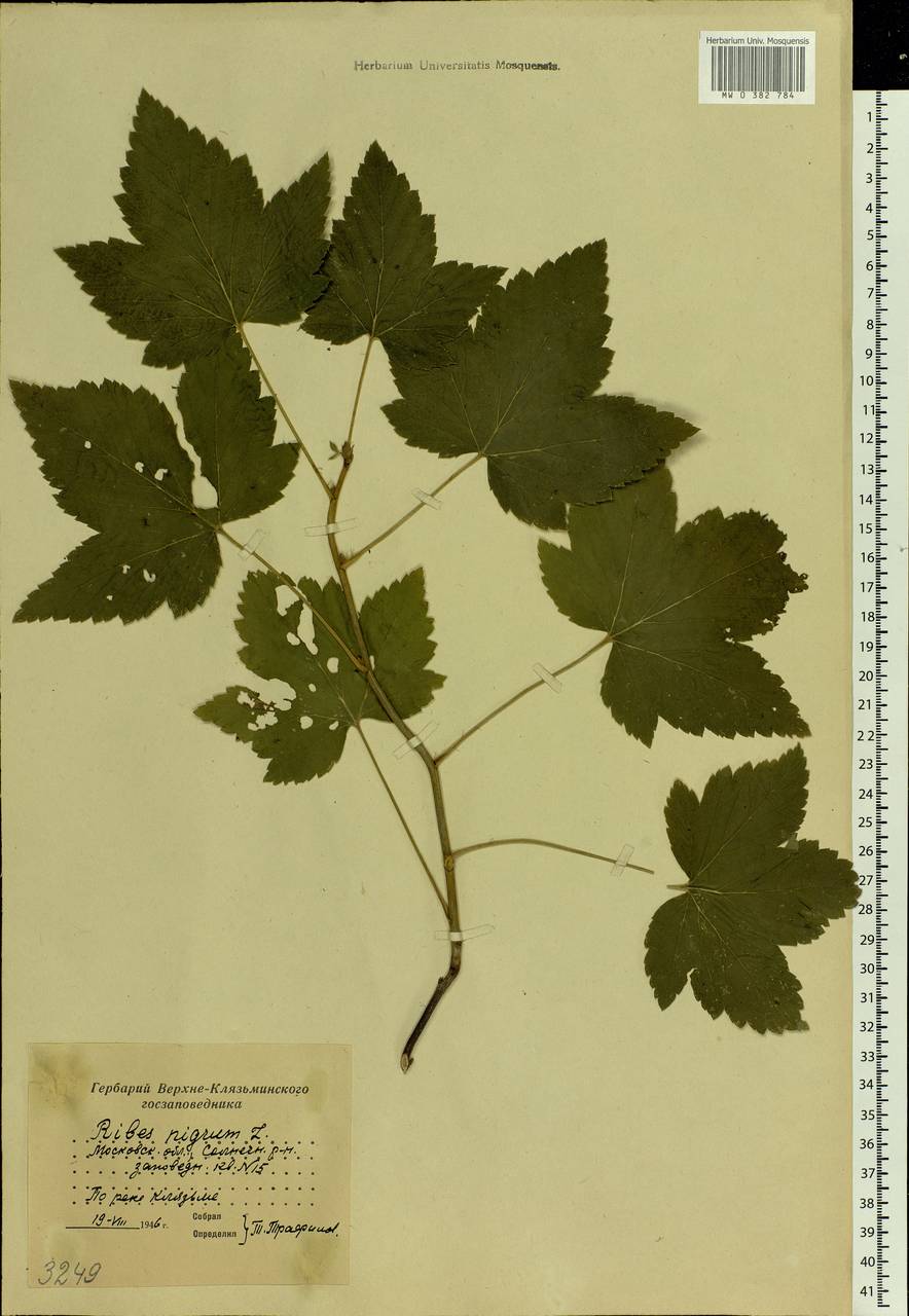 Смородина черная L., Восточная Европа, Московская область и Москва (E4a) (Россия)