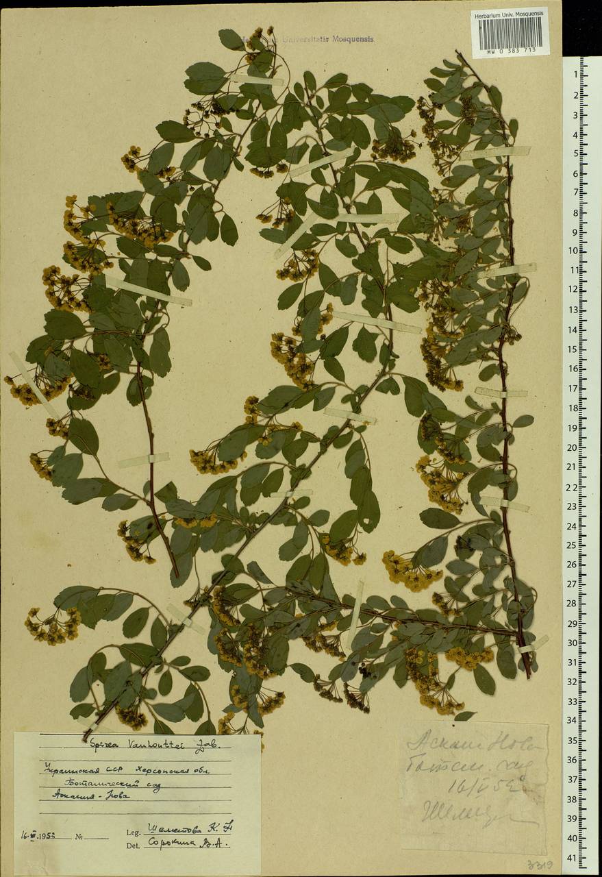 Spiraea ×vanhouttei (Briot) Zabel, Восточная Европа, Южно-Украинский район (E12) (Украина)