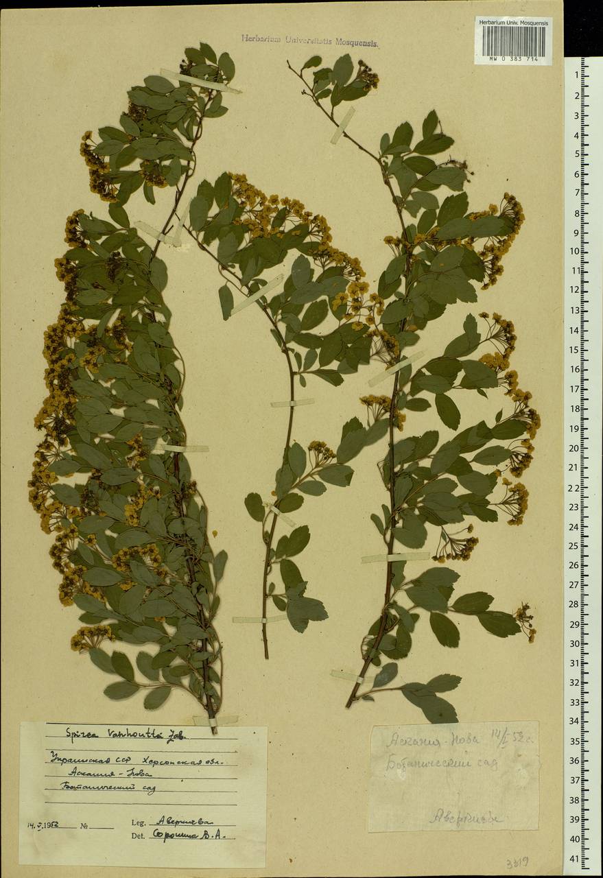 Spiraea × vanhouttei (Briot) Zabel, Восточная Европа, Южно-Украинский район (E12) (Украина)