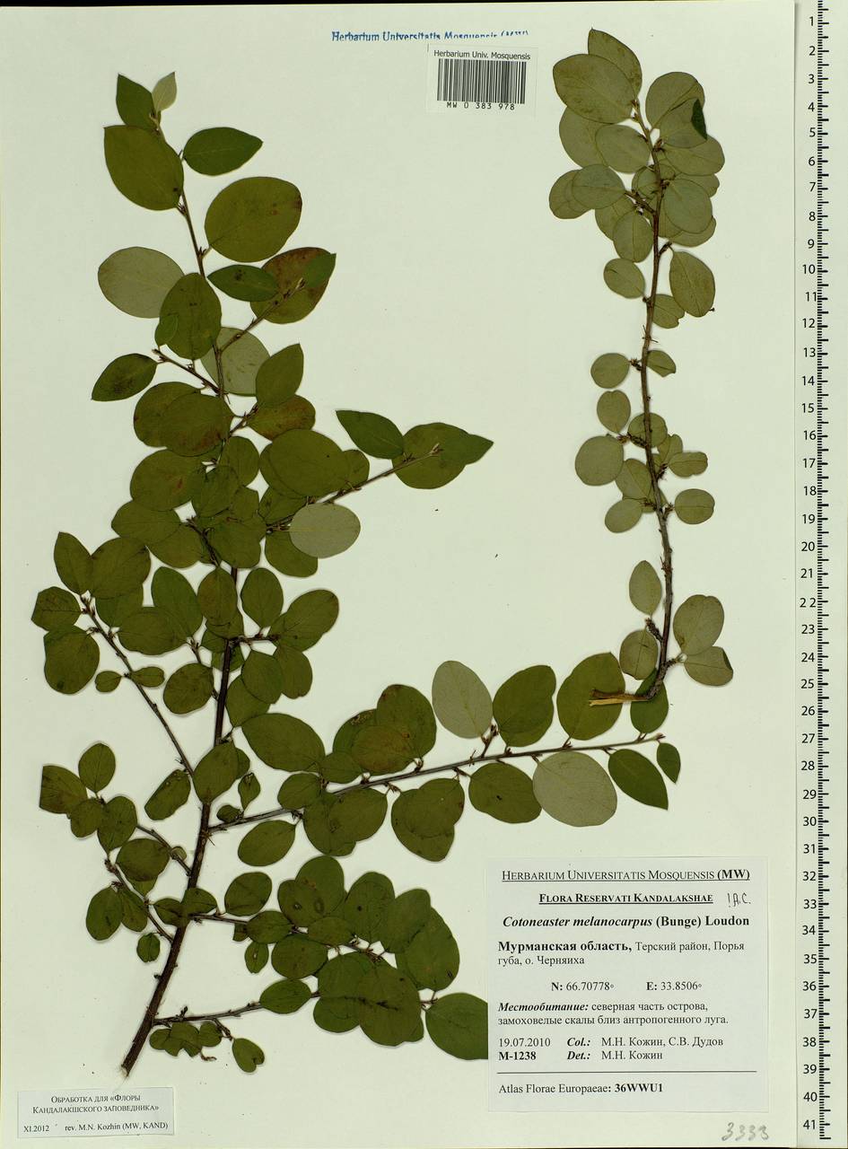 Кизильник черноплодный G. Lodd., Восточная Европа, Северный район (E1) (Россия)