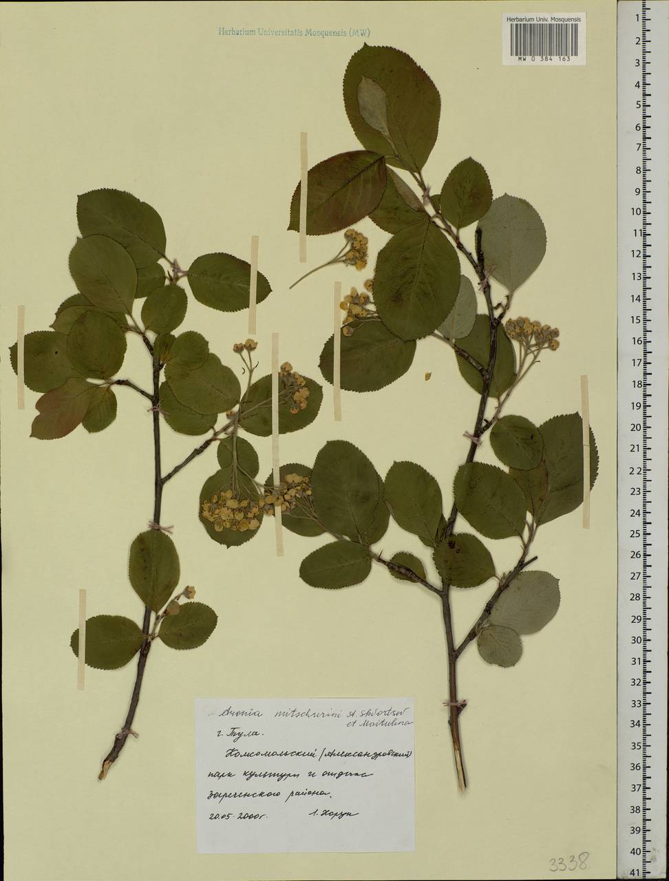 Sorbaronia × fallax C.K.Schneid., Восточная Европа, Центральный район (E4) (Россия)