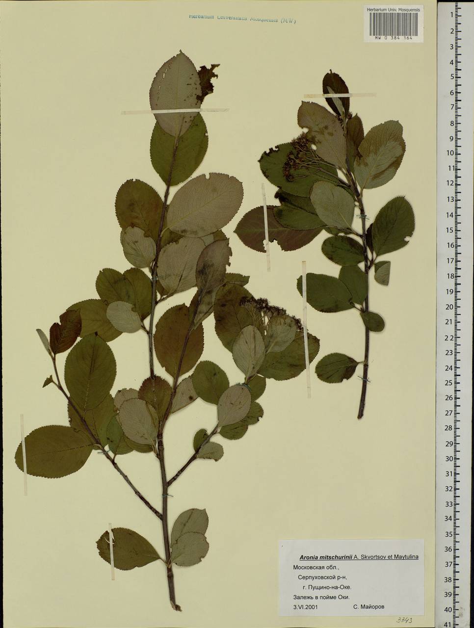 Sorbaronia × fallax C.K.Schneid., Восточная Европа, Московская область и Москва (E4a) (Россия)