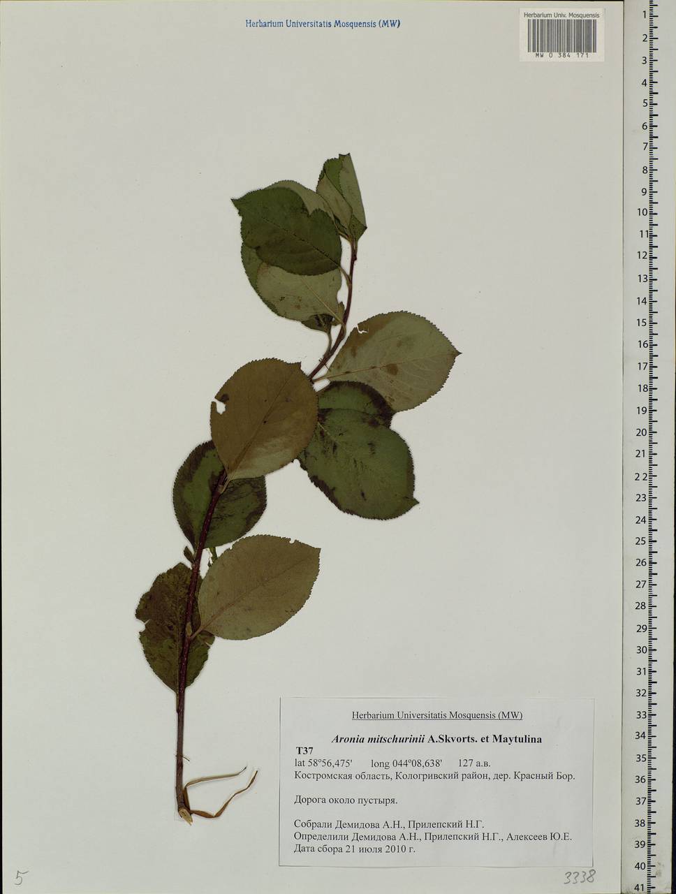 Sorbaronia ×arsenii (Britton & Arsène) G. N. Jones, Восточная Европа, Центральный лесной район (E5) (Россия)