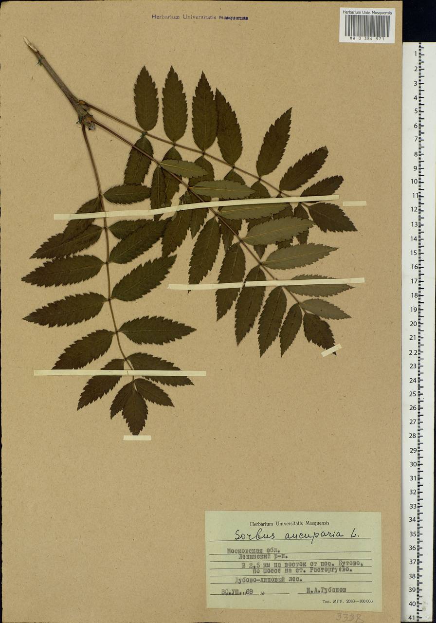 Рябина обыкновенная Sorbus aucuparia гербарий