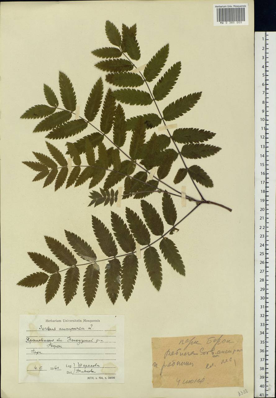 Рябина обыкновенная Sorbus aucuparia гербарий