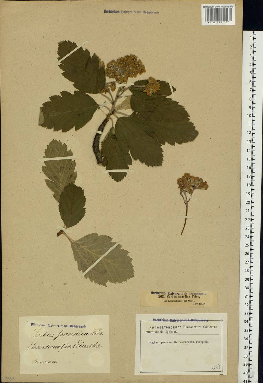 Hedlundia intermedia (Ehrh.) Mosyakin, Fedor. & McNeill, Восточная Европа, Эстония (E2c) (Эстония)