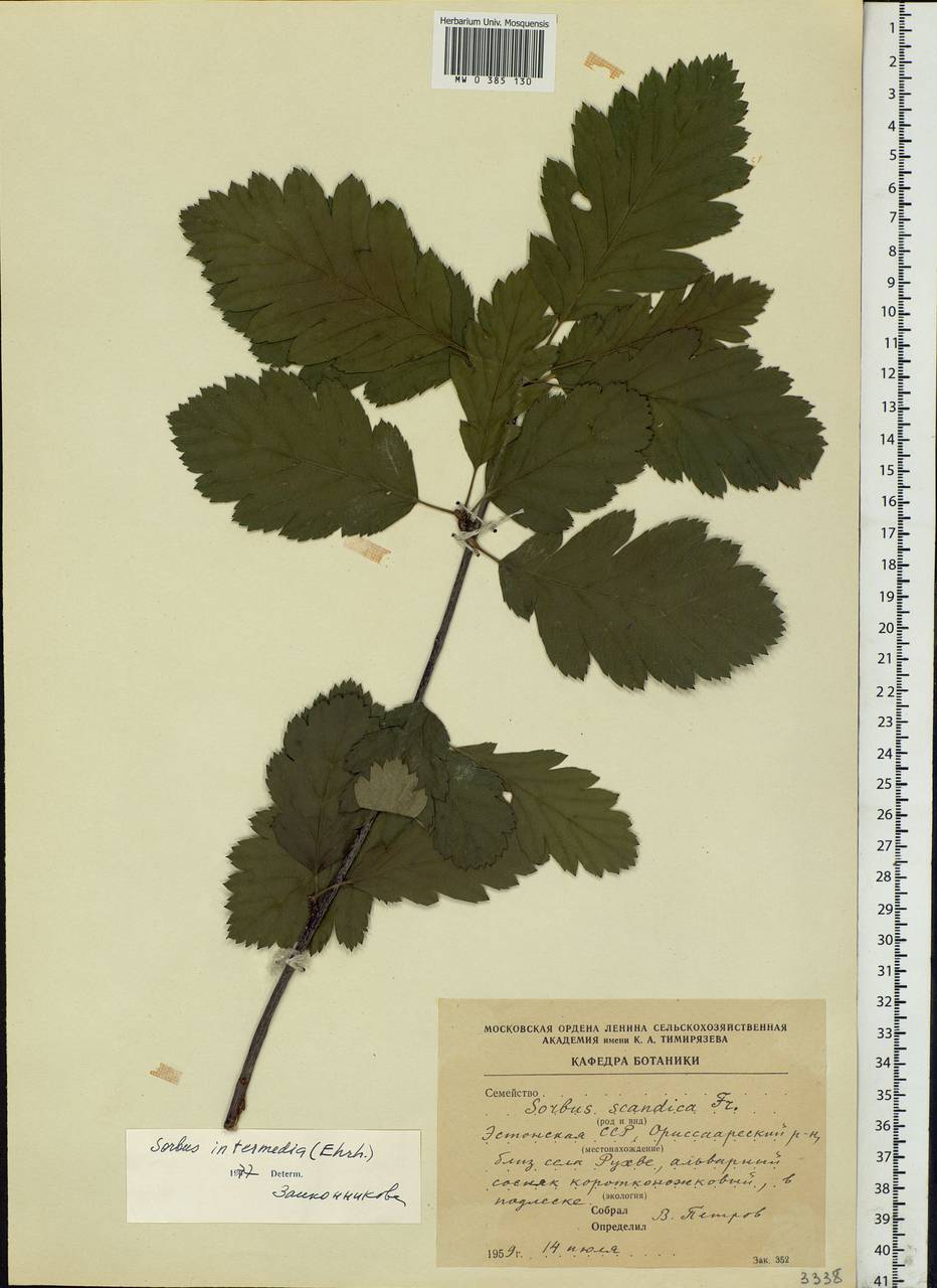 Hedlundia intermedia (Ehrh.) Mosyakin, Fedor. & McNeill, Восточная Европа, Эстония (E2c) (Эстония)