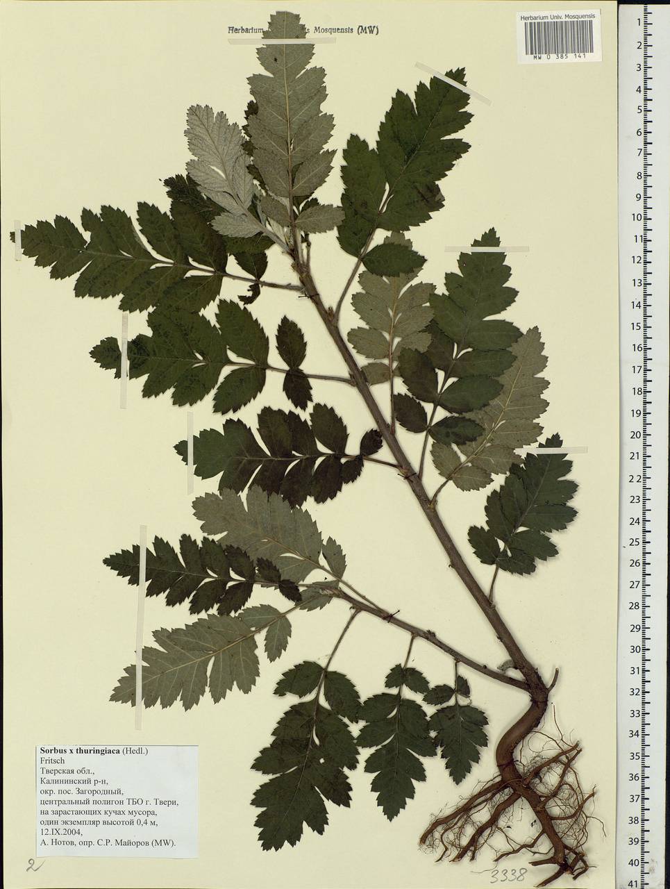 Hedlundia ×thuringiaca (Nyman) Sennikov & Kurtto, Восточная Европа, Северо-Западный район (E2) (Россия)