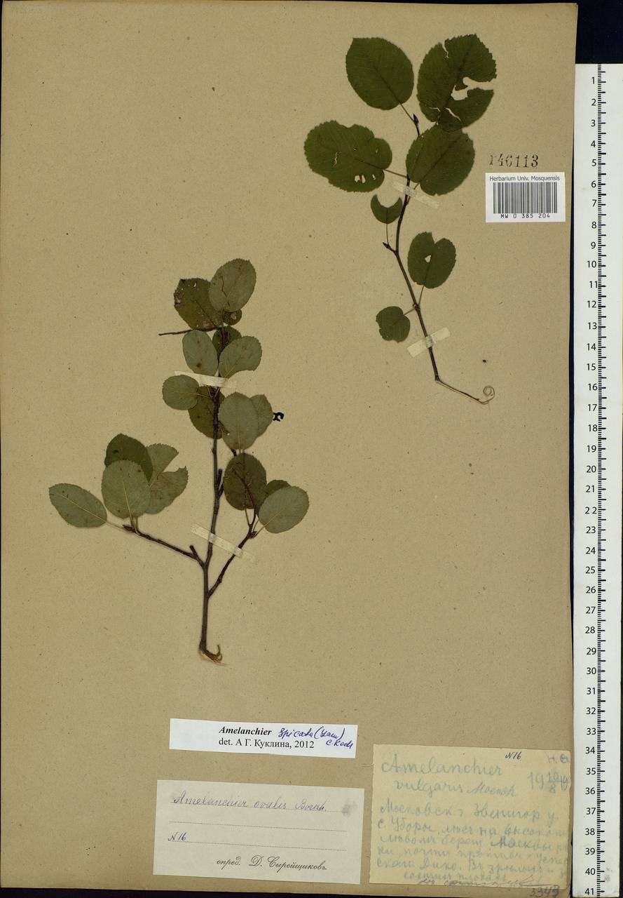 Amelanchier × spicata (Lam.) K. Koch, Восточная Европа, Московская область и Москва (E4a) (Россия)