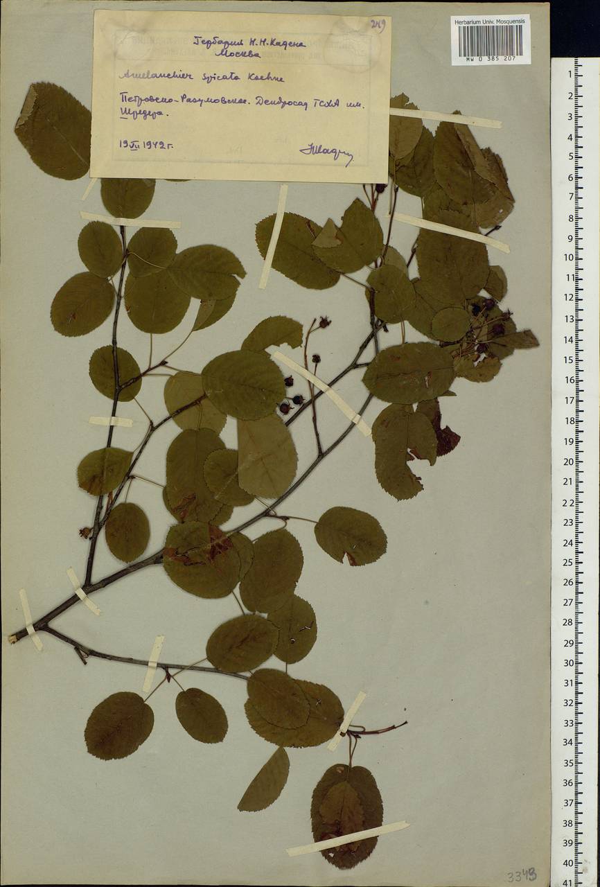 Amelanchier × spicata (Lam.) K. Koch, Восточная Европа, Московская область и Москва (E4a) (Россия)