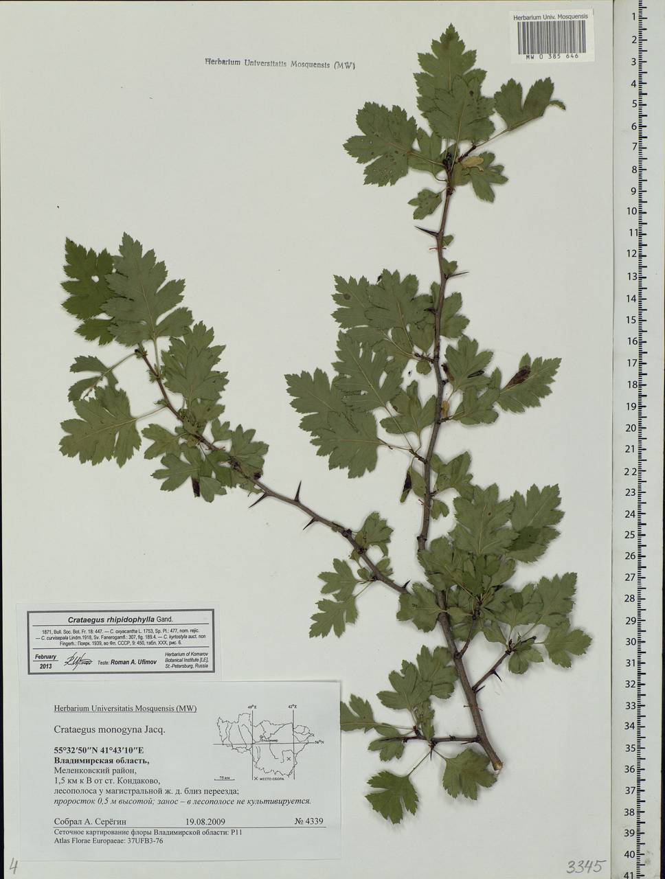 Crataegus rhipidophylla