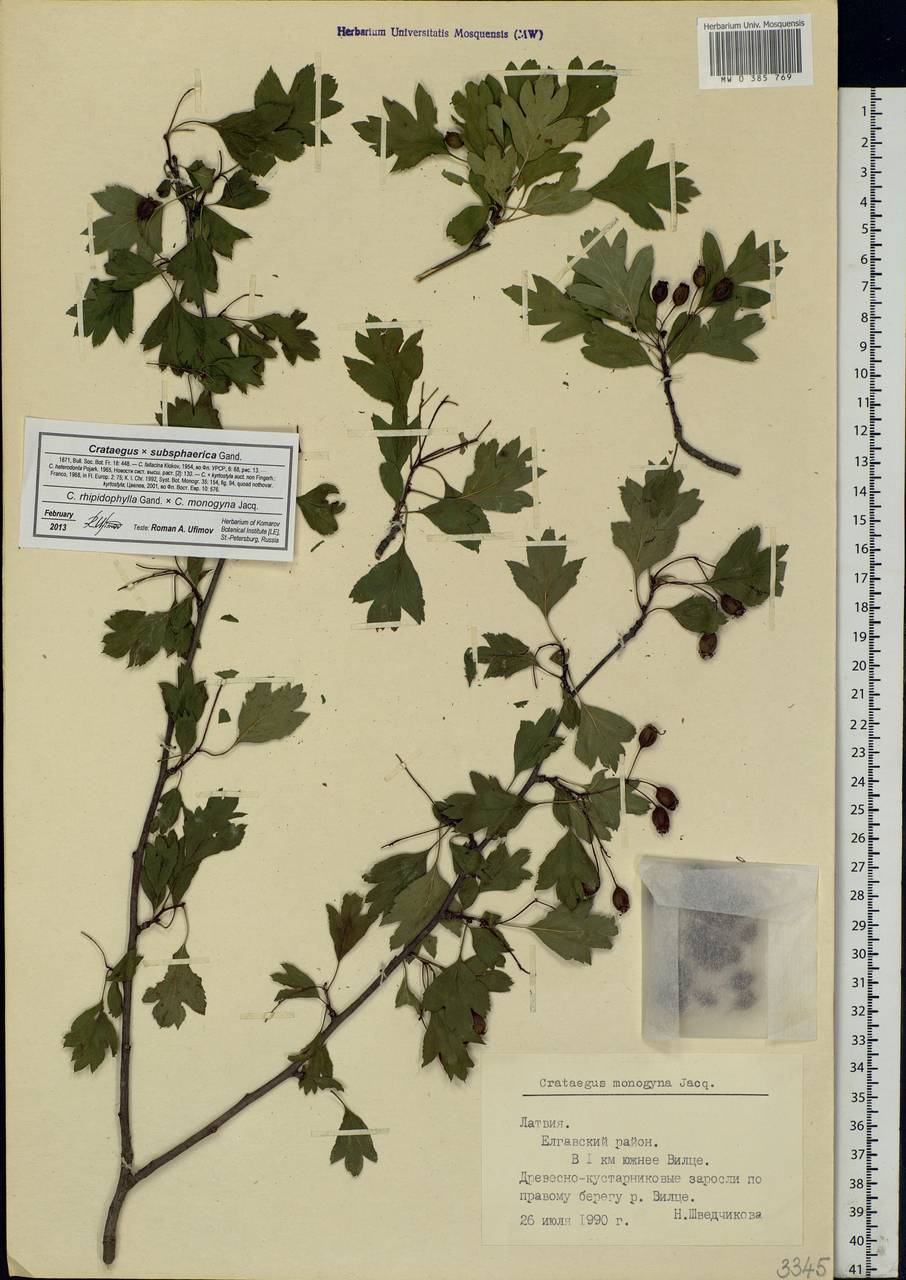 Crataegus ×subsphaericea Gand., Восточная Европа, Латвия (E2b) (Латвия)