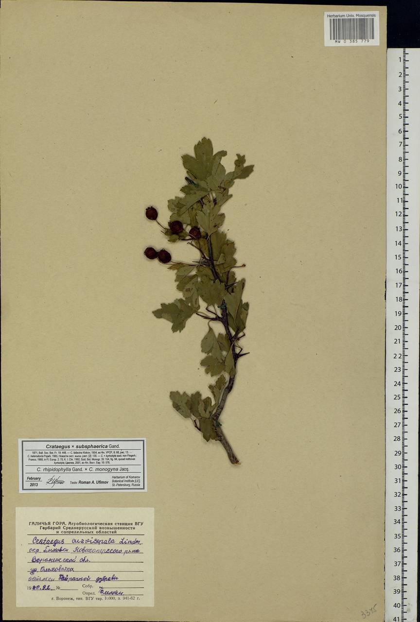Crataegus ×subsphaericea Gand., Восточная Европа, Центральный лесостепной район (E6) (Россия)