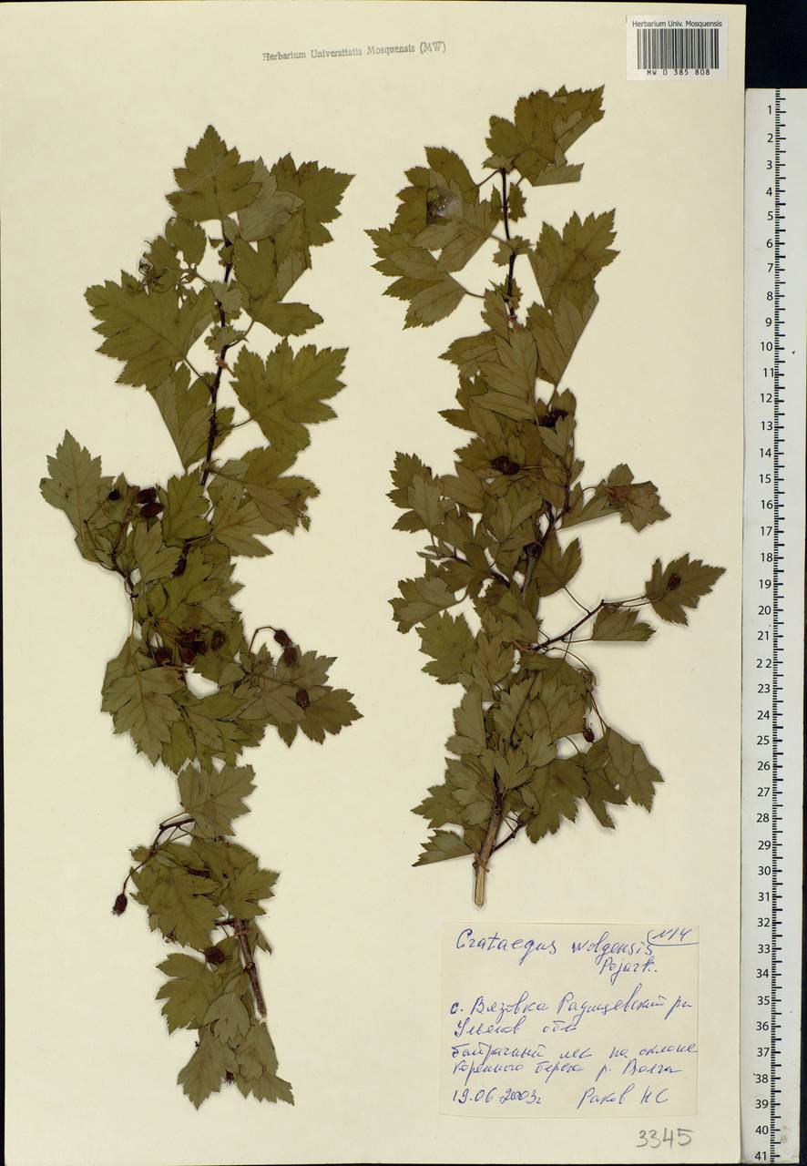 Crataegus ambigua subsp. ambigua, Восточная Европа, Средневолжский район (E8) (Россия)