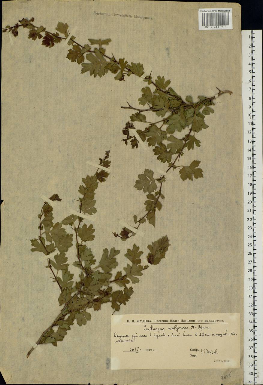 Crataegus ambigua subsp. ambigua, Восточная Европа, Нижневолжский район (E9) (Россия)