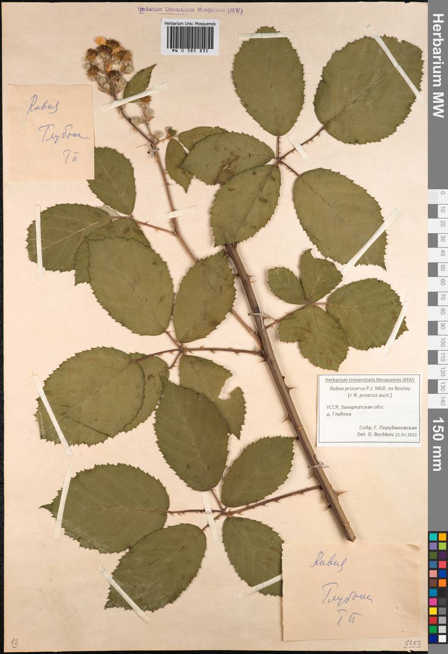 Rubus procerus P. J. Müll. ex Boulay, Восточная Европа, Западно-Украинский район (E13) (Украина)