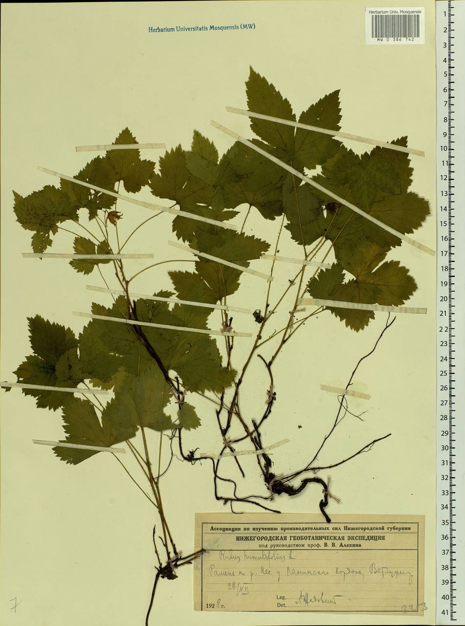 Костяника хмелелистная C. A. Mey., Восточная Европа, Центральный лесной район (E5) (Россия)