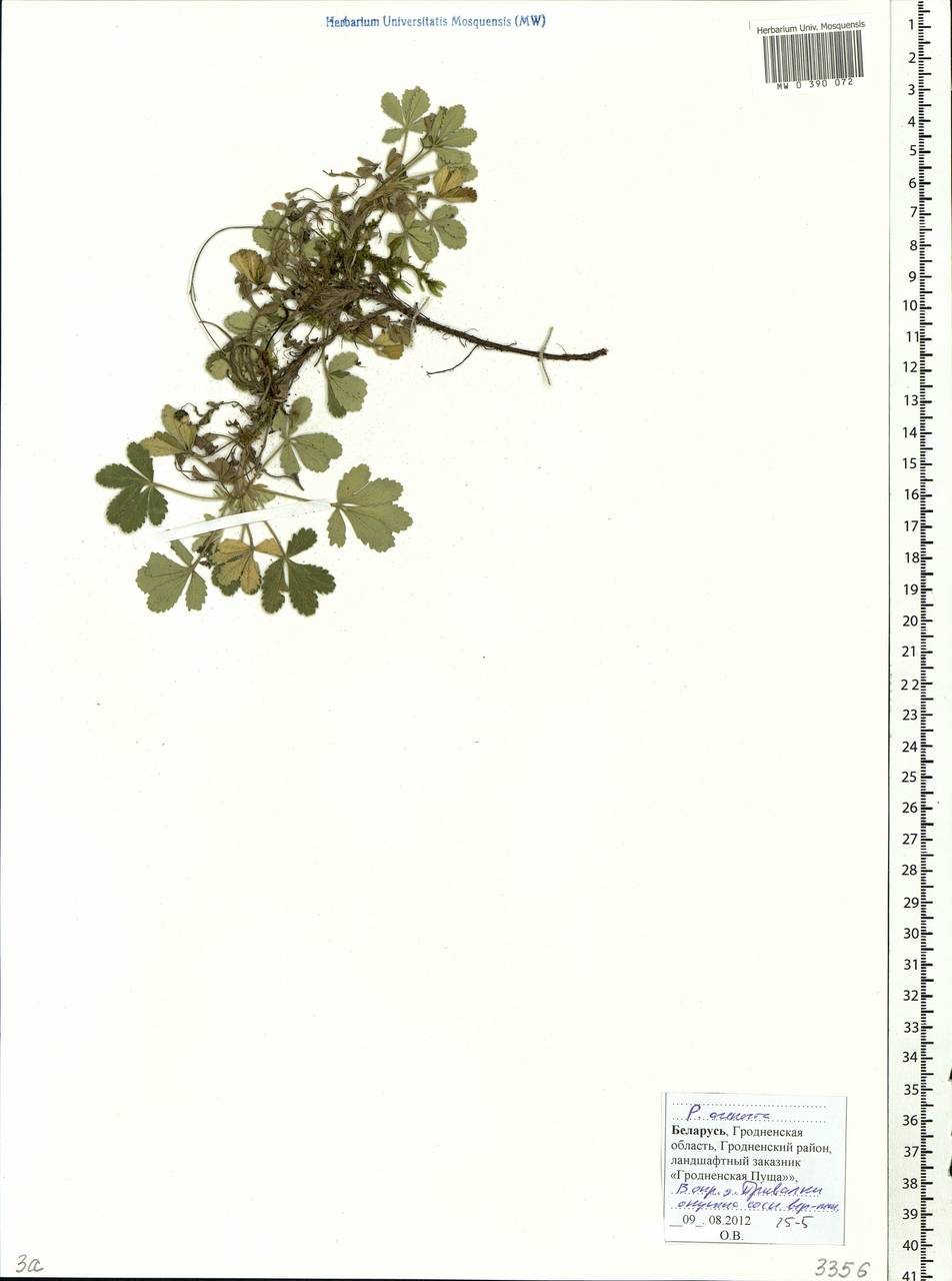 Potentilla cinerea subsp. incana (G. Gaertn., B. Mey. & Scherb.) Asch., Восточная Европа, Белоруссия (E3a) (Белоруссия)