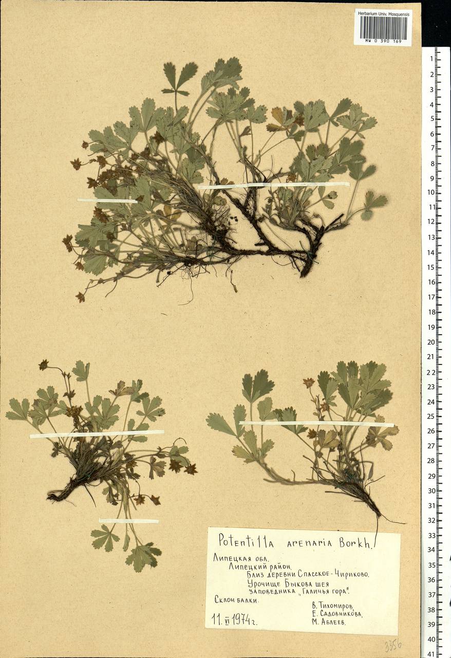 Potentilla cinerea subsp. incana (G. Gaertn., B. Mey. & Scherb.) Asch., Восточная Европа, Центральный лесостепной район (E6) (Россия)