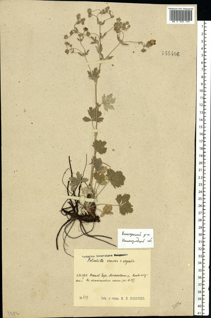 Potentilla cinerea subsp. incana (G. Gaertn., B. Mey. & Scherb.) Asch., Восточная Европа, Волжско-Камский район (E7) (Россия)