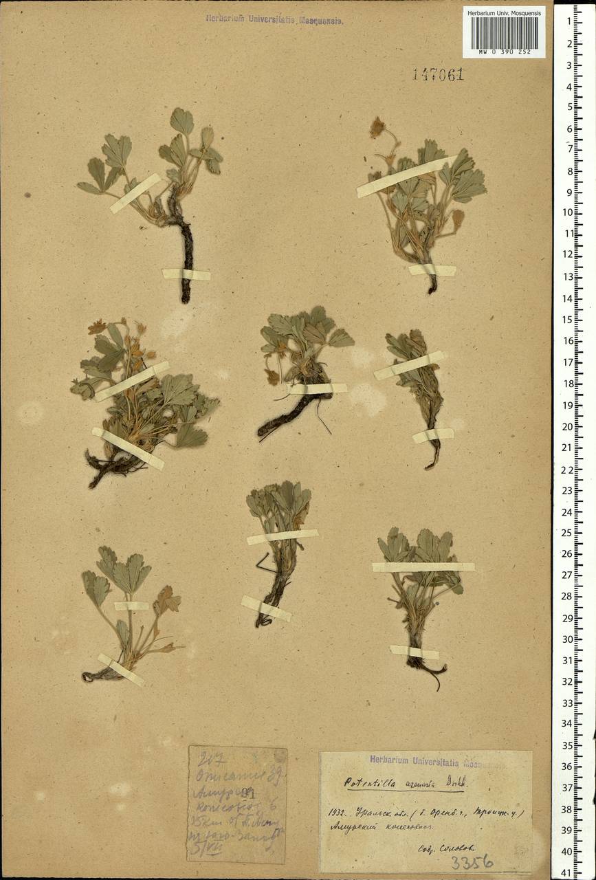 Potentilla cinerea subsp. incana (G. Gaertn., B. Mey. & Scherb.) Asch., Восточная Европа, Восточный район (E10) (Россия)