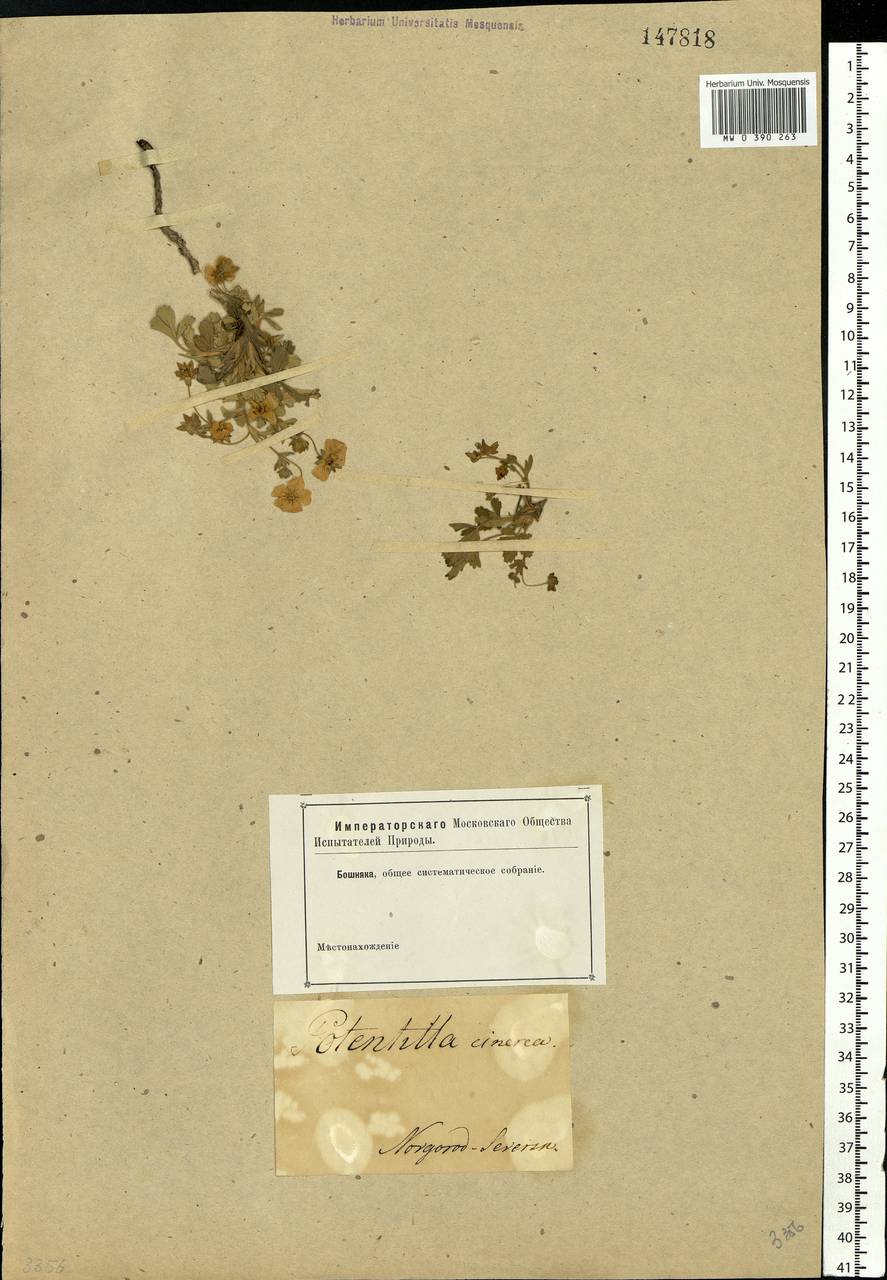 Potentilla cinerea subsp. incana (G. Gaertn., B. Mey. & Scherb.) Asch., Восточная Европа, Северо-Украинский район (E11) (Украина)