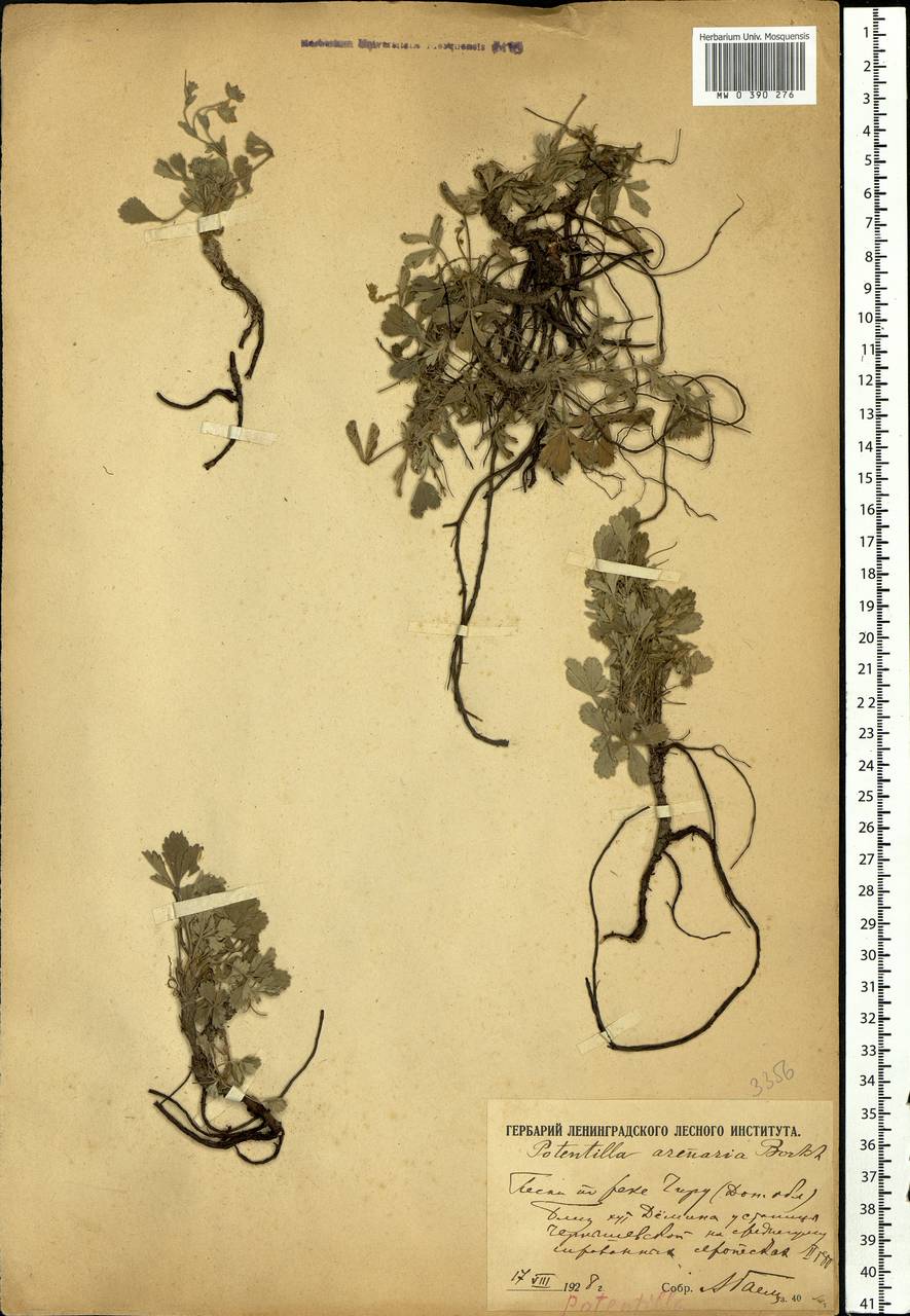 Potentilla cinerea subsp. incana (G. Gaertn., B. Mey. & Scherb.) Asch., Восточная Европа, Ростовская область (E12a) (Россия)