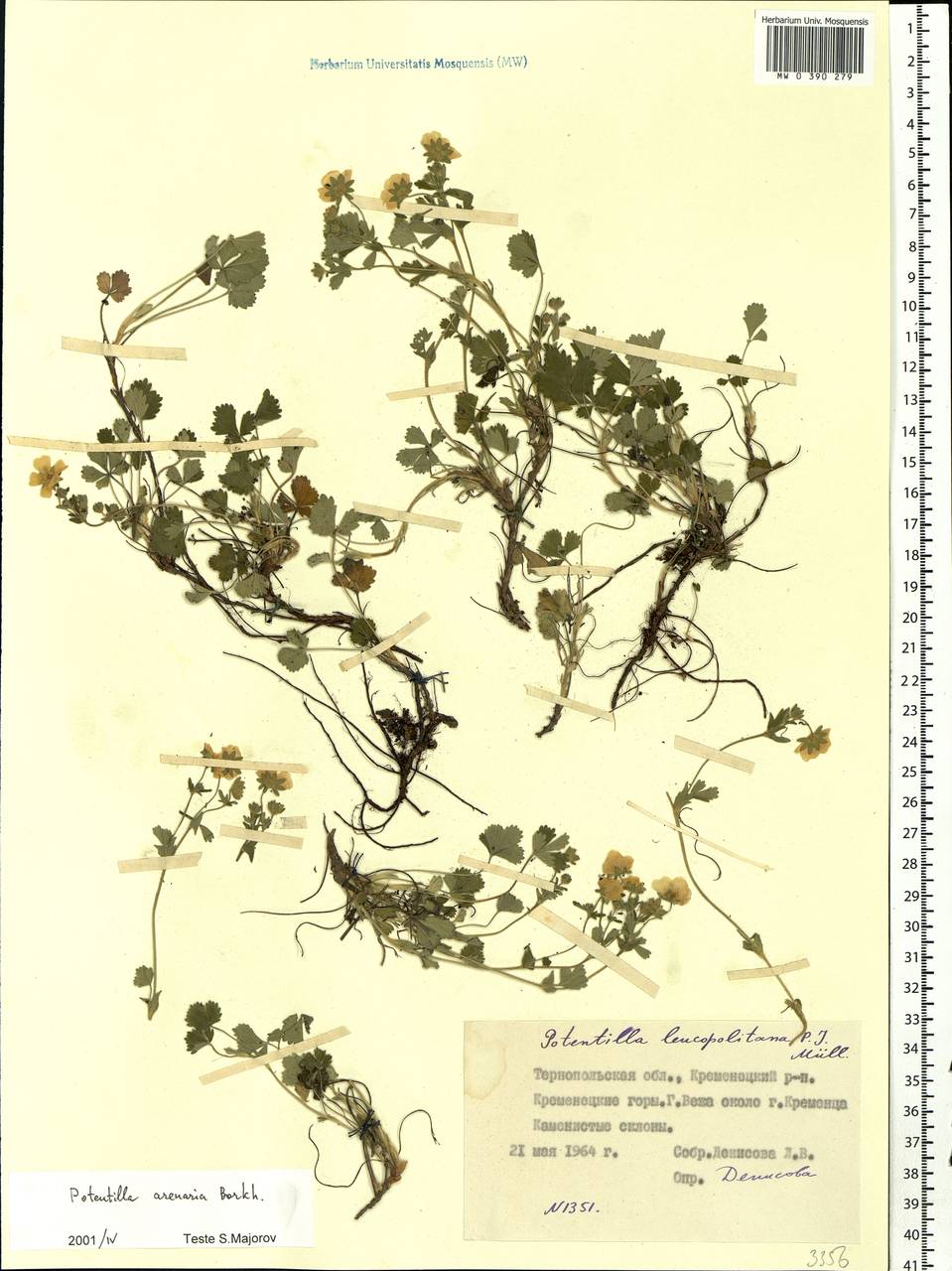 Potentilla cinerea subsp. incana (G. Gaertn., B. Mey. & Scherb.) Asch., Восточная Европа, Западно-Украинский район (E13) (Украина)