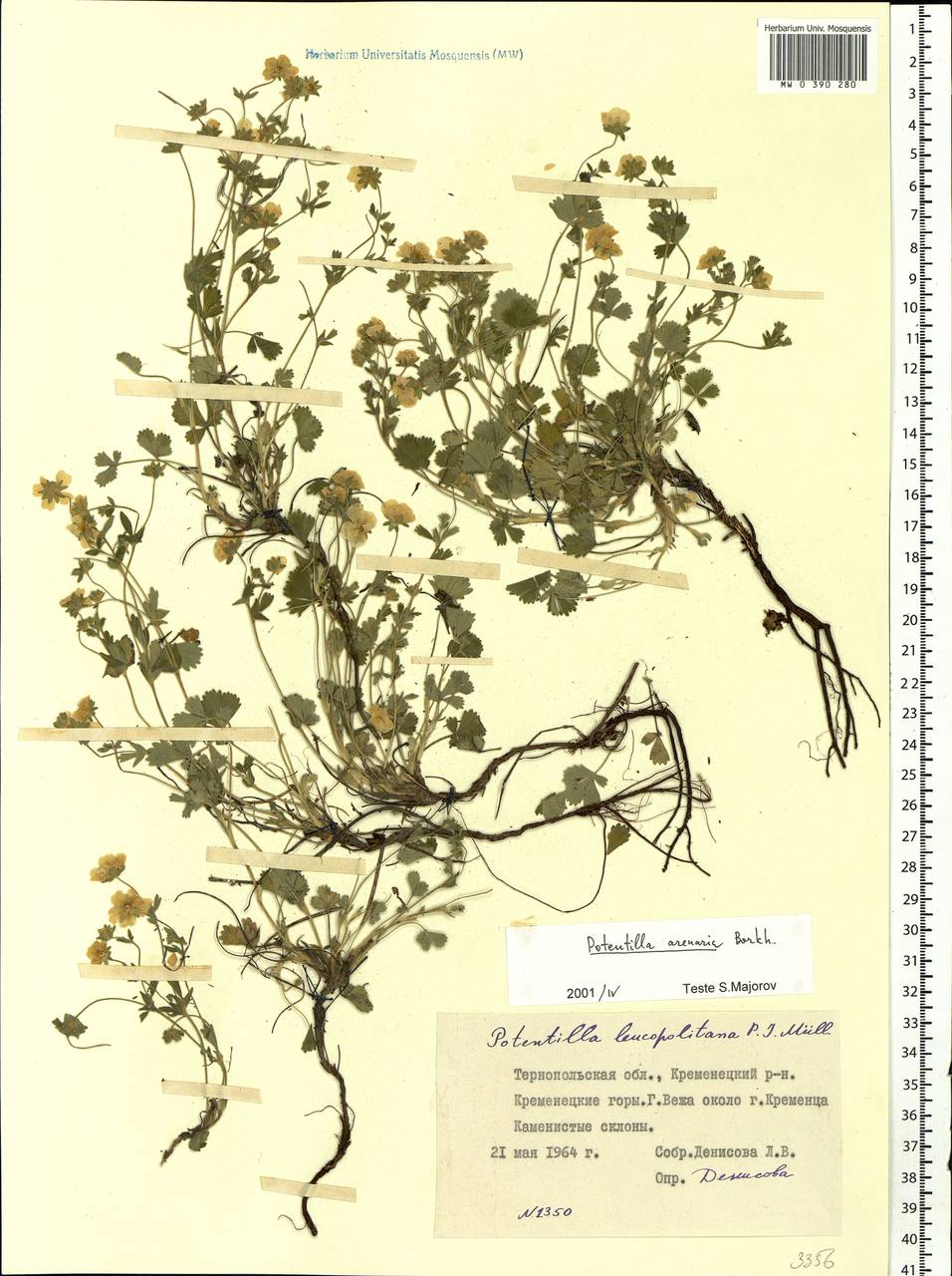 Potentilla cinerea subsp. incana (G. Gaertn., B. Mey. & Scherb.) Asch., Восточная Европа, Южно-Украинский район (E12) (Украина)