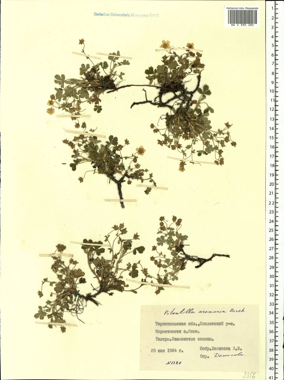 Potentilla cinerea subsp. incana (G. Gaertn., B. Mey. & Scherb.) Asch., Восточная Европа, Южно-Украинский район (E12) (Украина)
