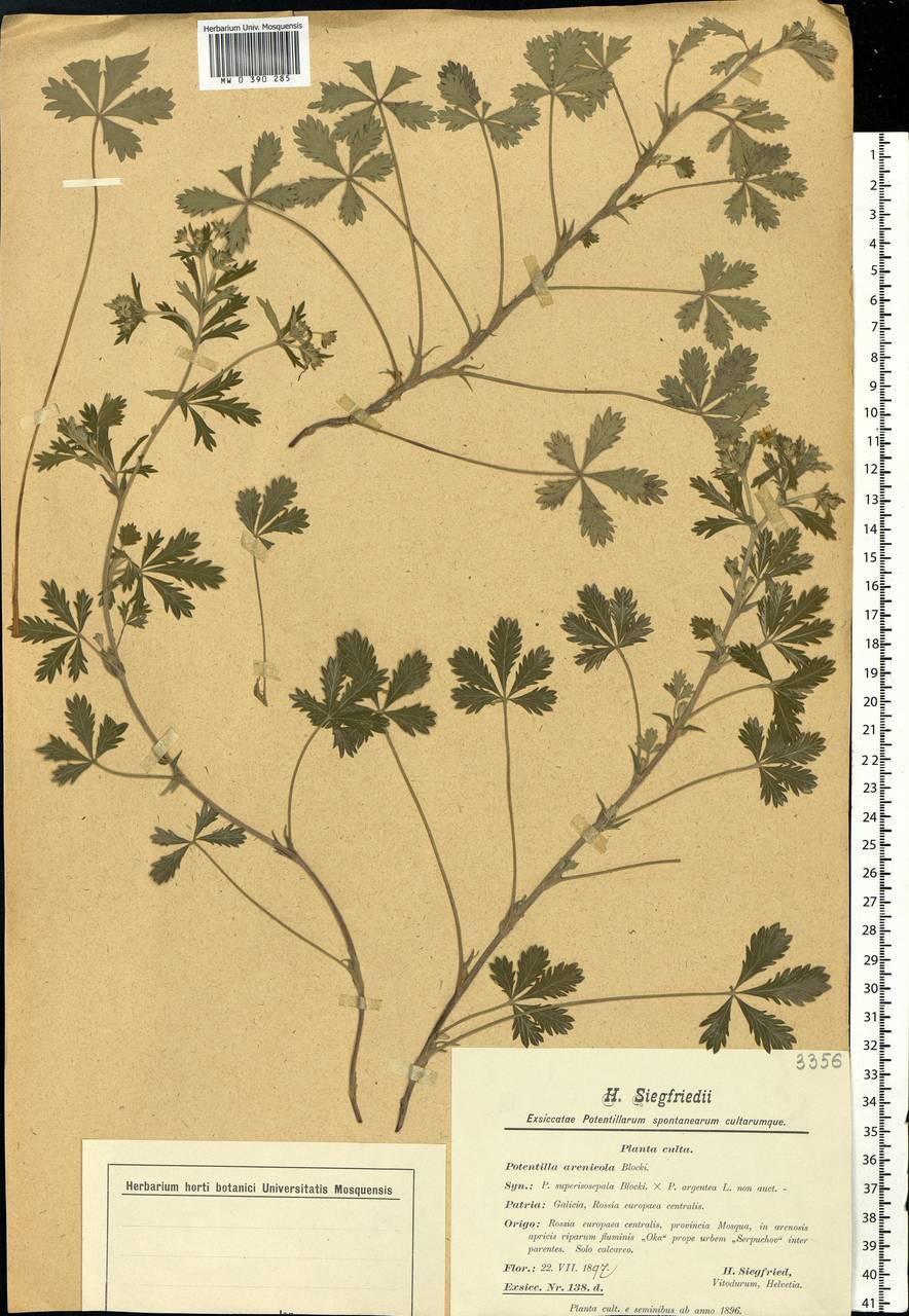 Potentilla cinerea subsp. cinerea, Восточная Европа, Московская область и Москва (E4a) (Россия)