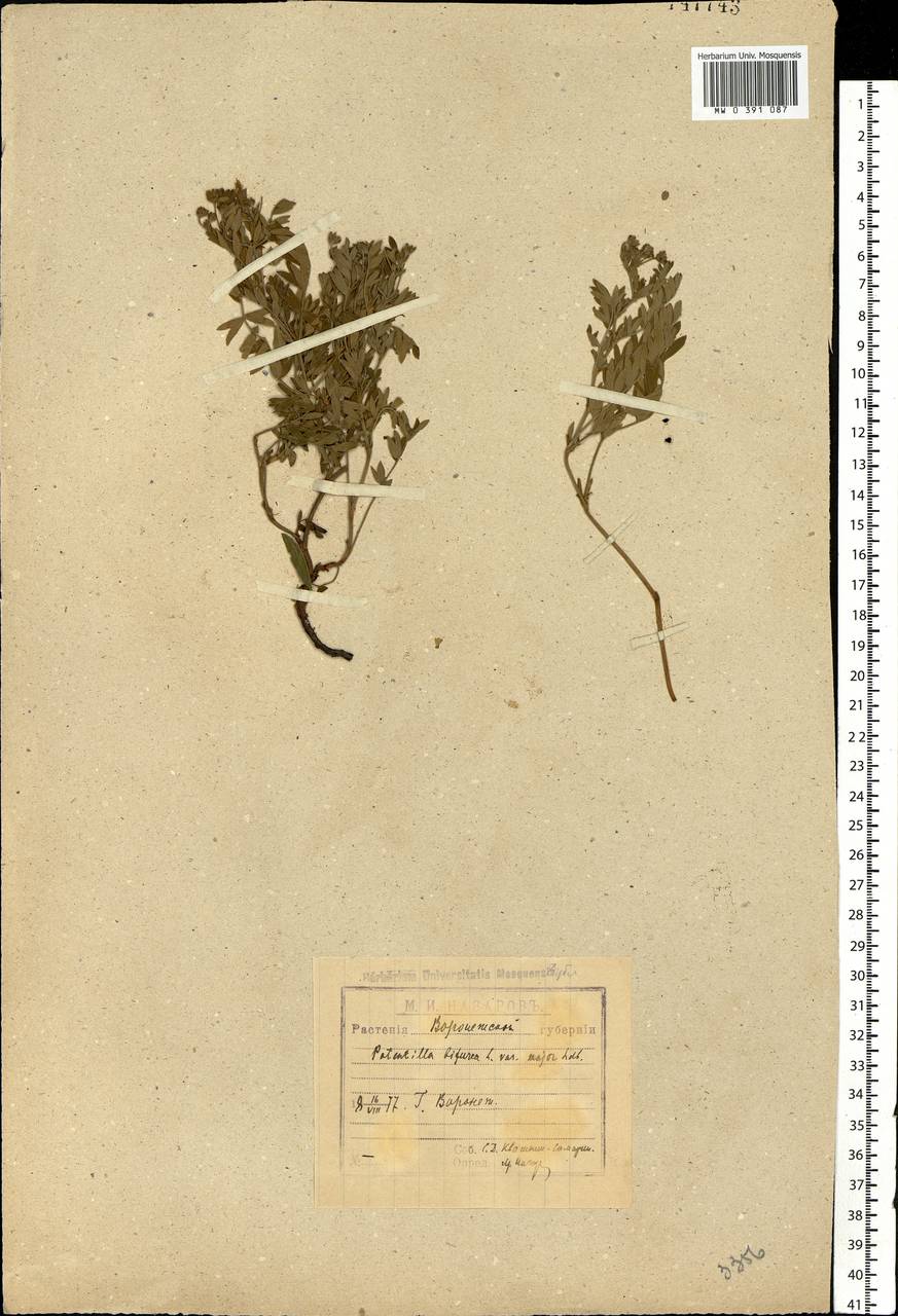 Лапчатка вильчатая (L.) Kurtto & T. Erikss., Восточная Европа, Центральный лесостепной район (E6) (Россия)