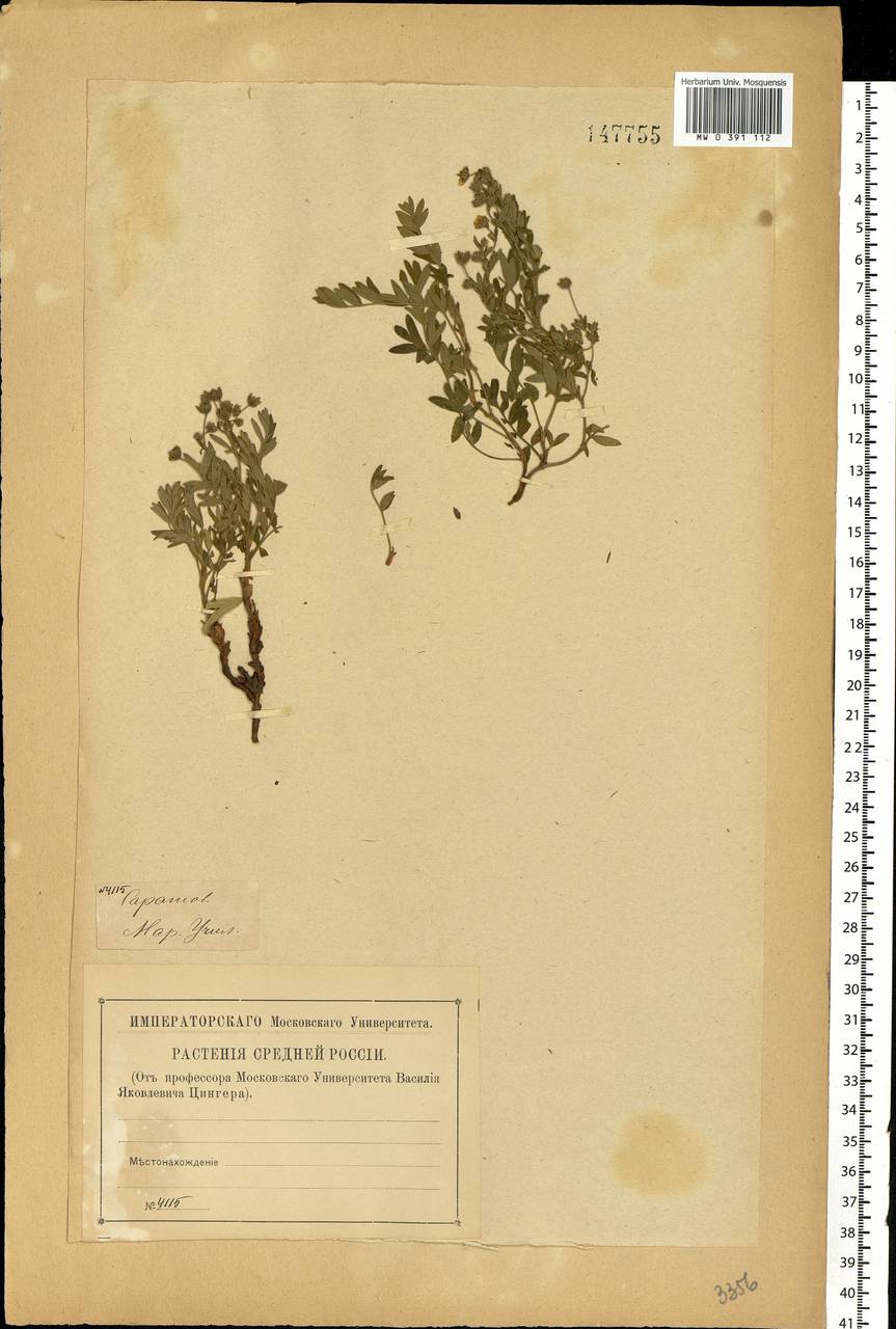 Лапчатка вильчатая (L.) Kurtto & T. Erikss., Восточная Европа, Нижневолжский район (E9) (Россия)
