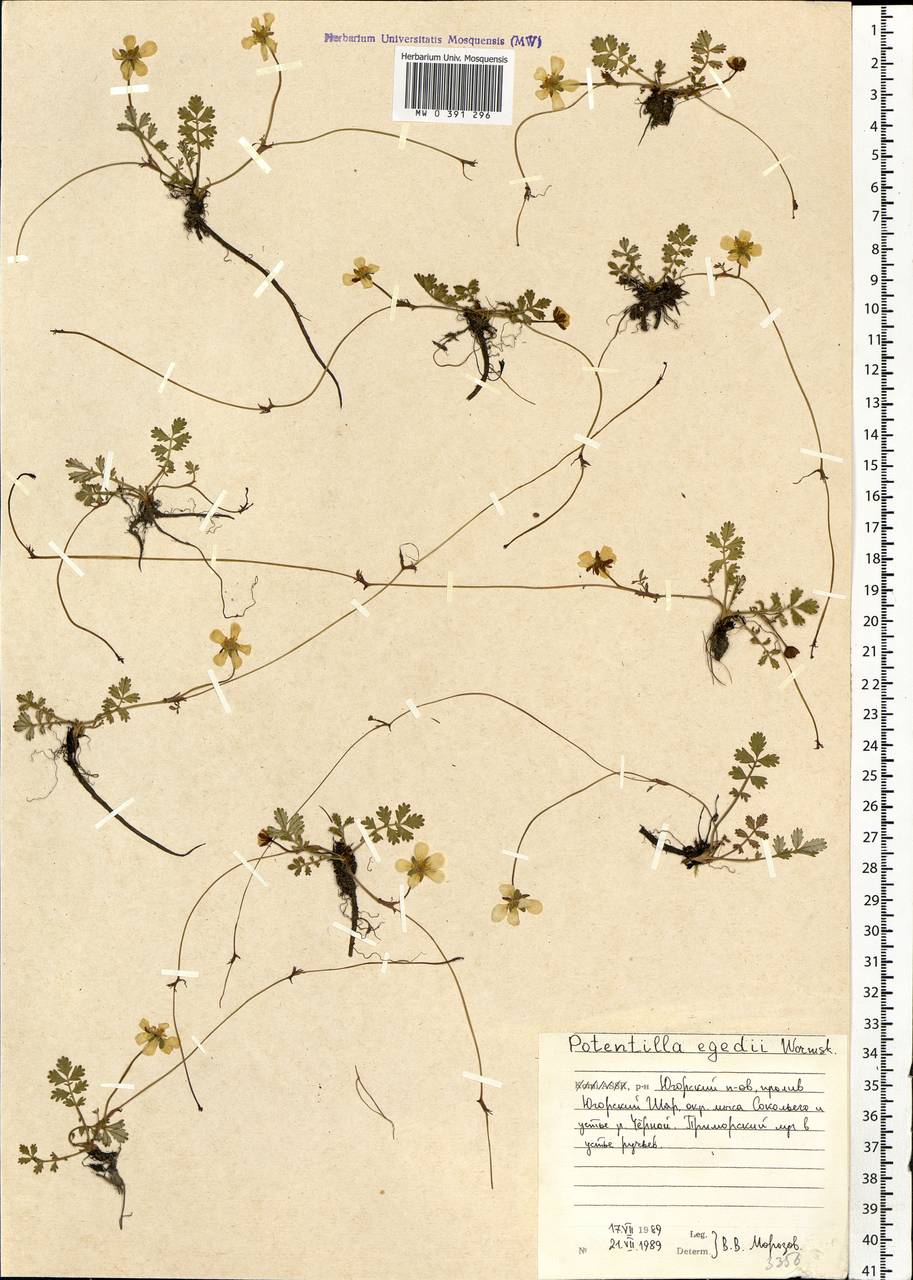Argentina anserina subsp. egedii (Wormsk.) Á.Löve & Ritchie, Восточная Европа, Северный район (E1) (Россия)