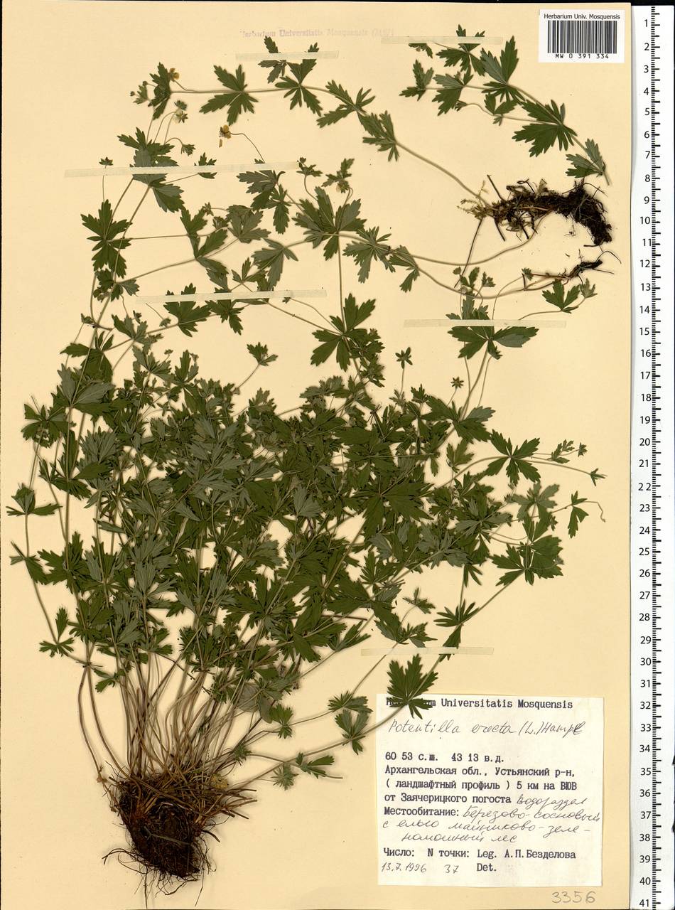 Калган описание растения и фото