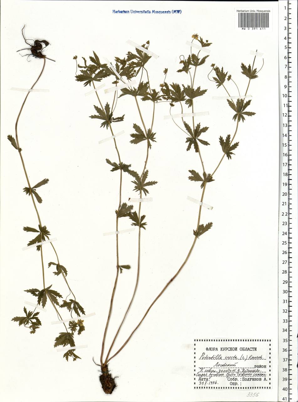 Лапчатка прямостоячая, Калган (L.) Raeusch., Восточная Европа, Центральный лесостепной район (E6) (Россия)