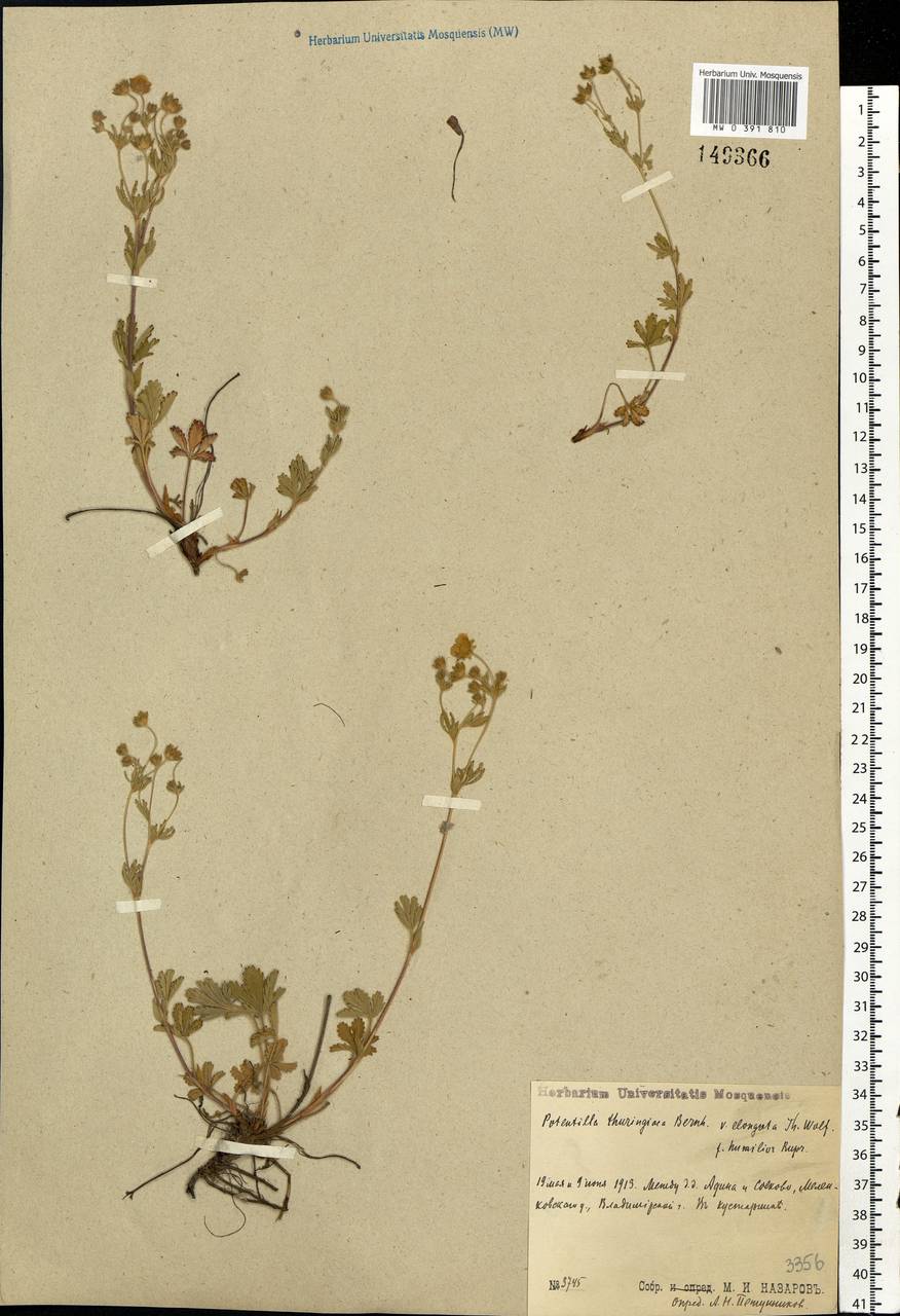 Potentilla thuringiaca subsp. goldbachii (Rupr.) Th. Wolf, Восточная Европа, Центральный район (E4) (Россия)