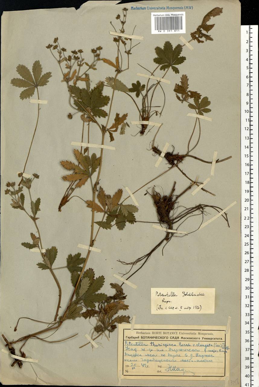 Potentilla thuringiaca subsp. goldbachii (Rupr.) Th. Wolf, Восточная Европа, Центральный район (E4) (Россия)