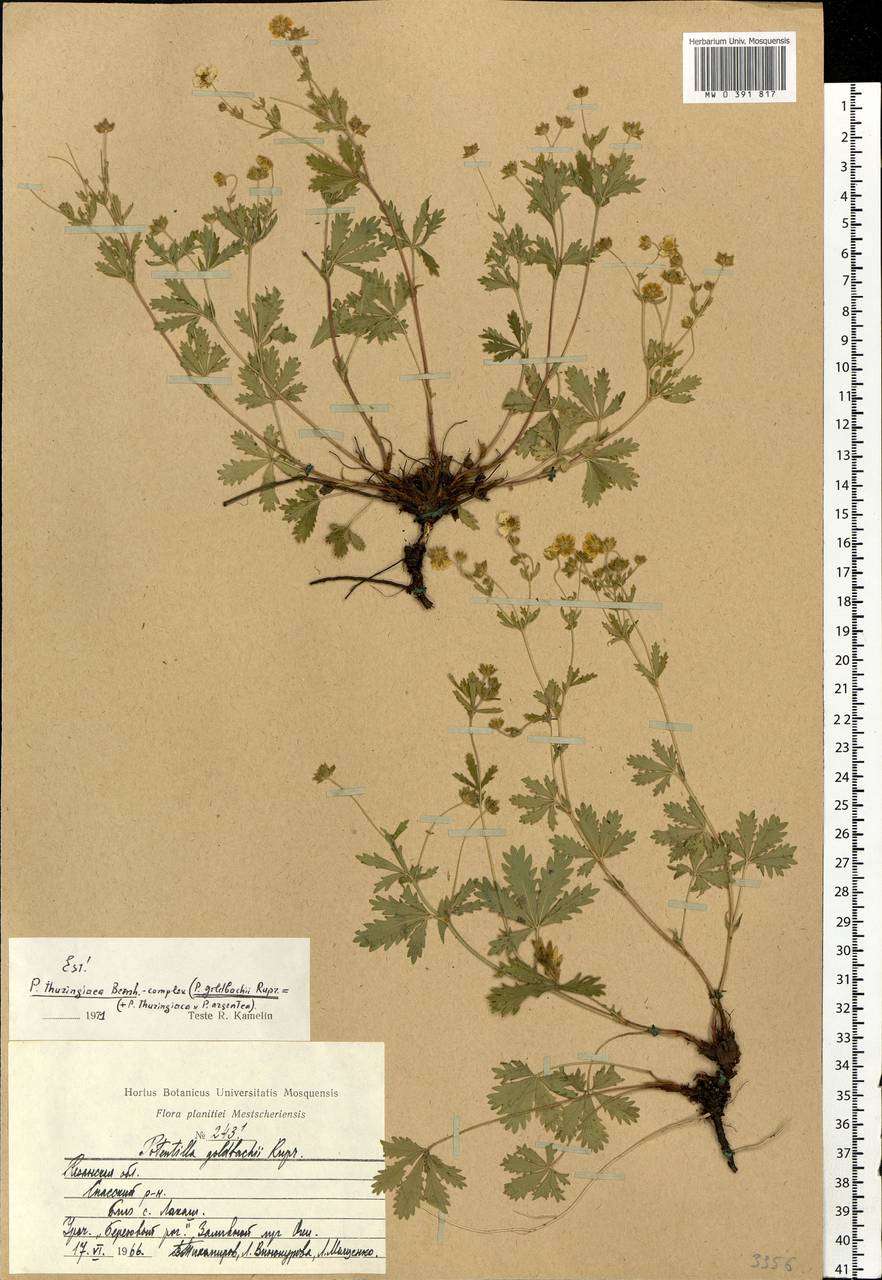 Potentilla thuringiaca subsp. goldbachii (Rupr.) Th. Wolf, Восточная Европа, Центральный район (E4) (Россия)