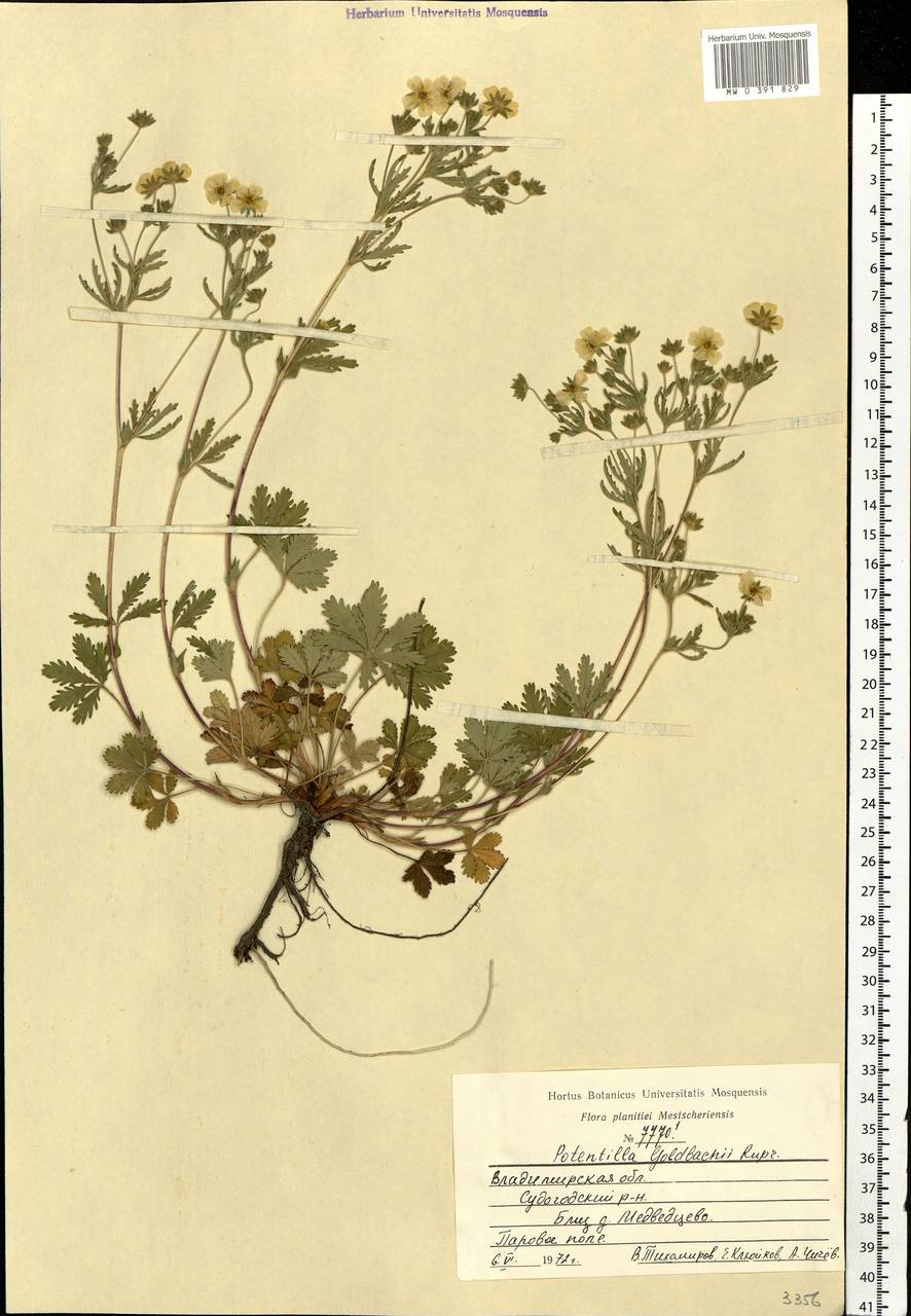 Potentilla thuringiaca subsp. goldbachii (Rupr.) Th. Wolf, Восточная Европа, Центральный район (E4) (Россия)